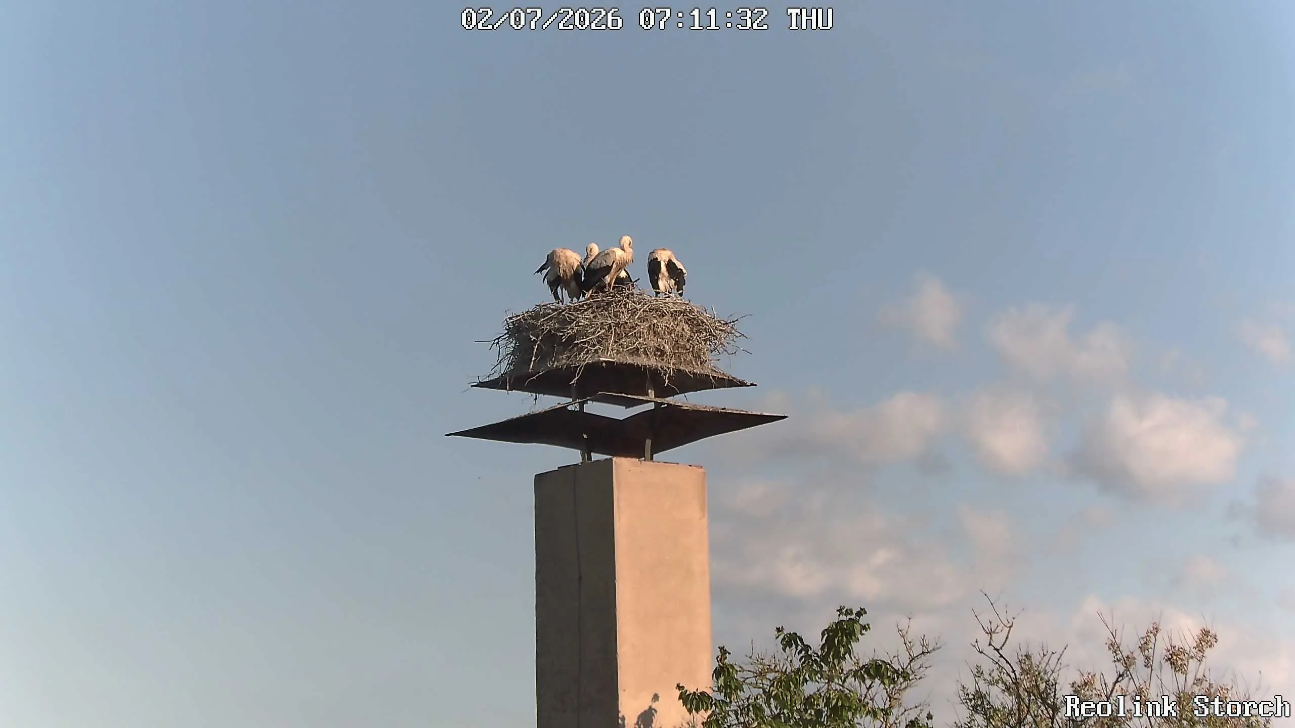Storchencam Bild