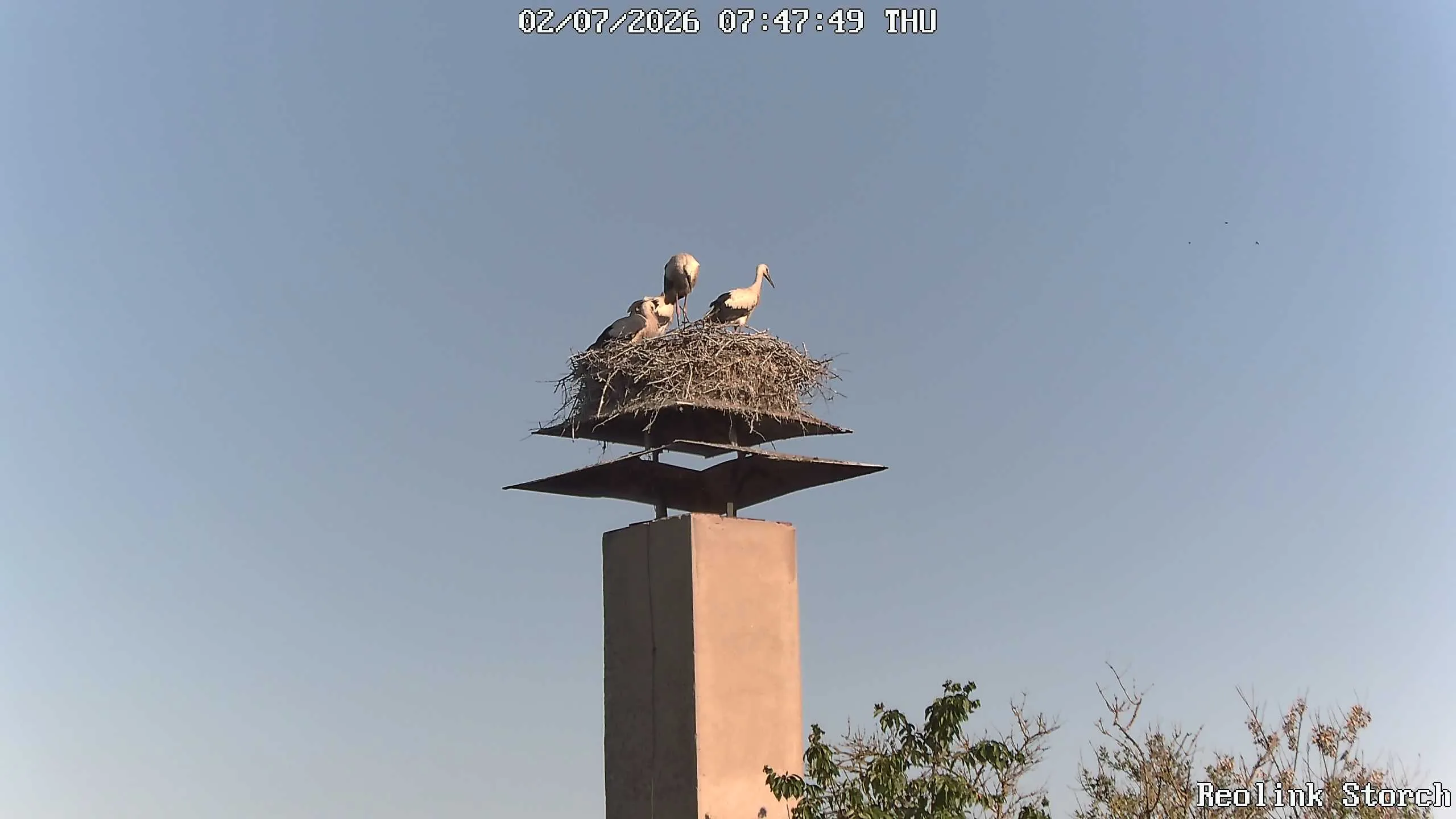 Storchencam Bild