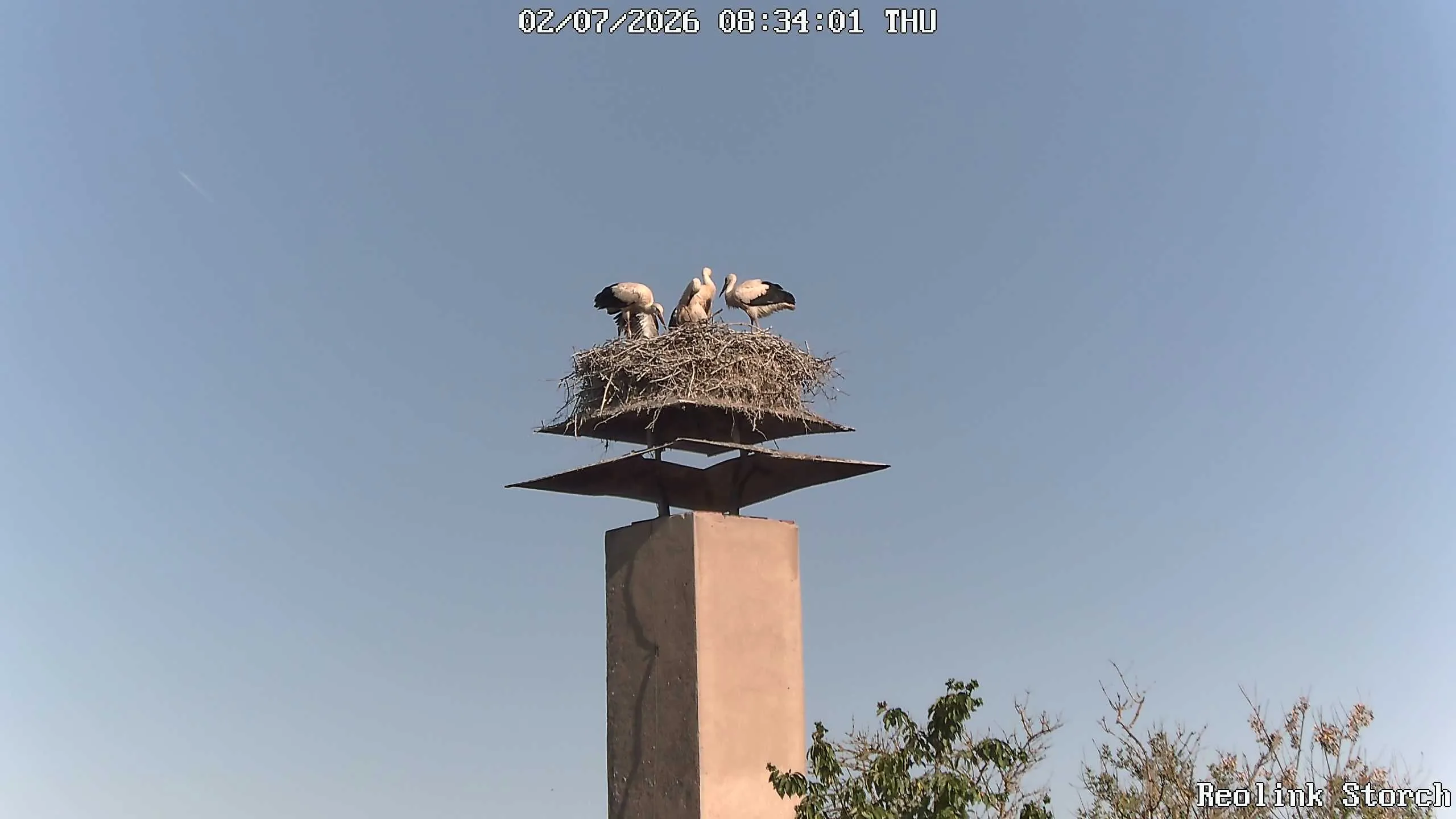 Storchencam Bild