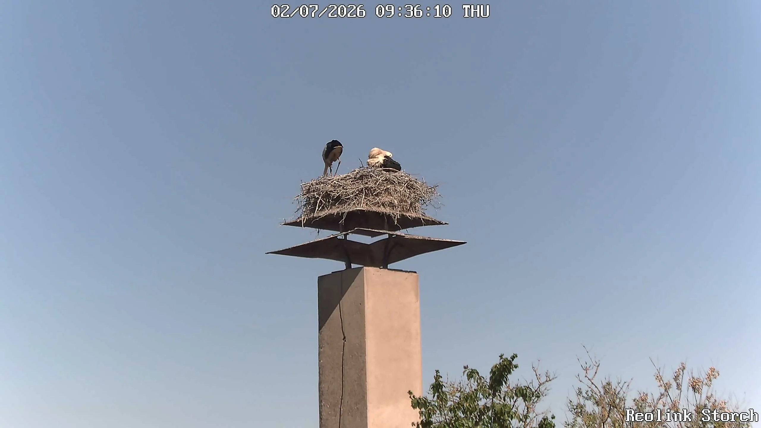 Storchencam Bild