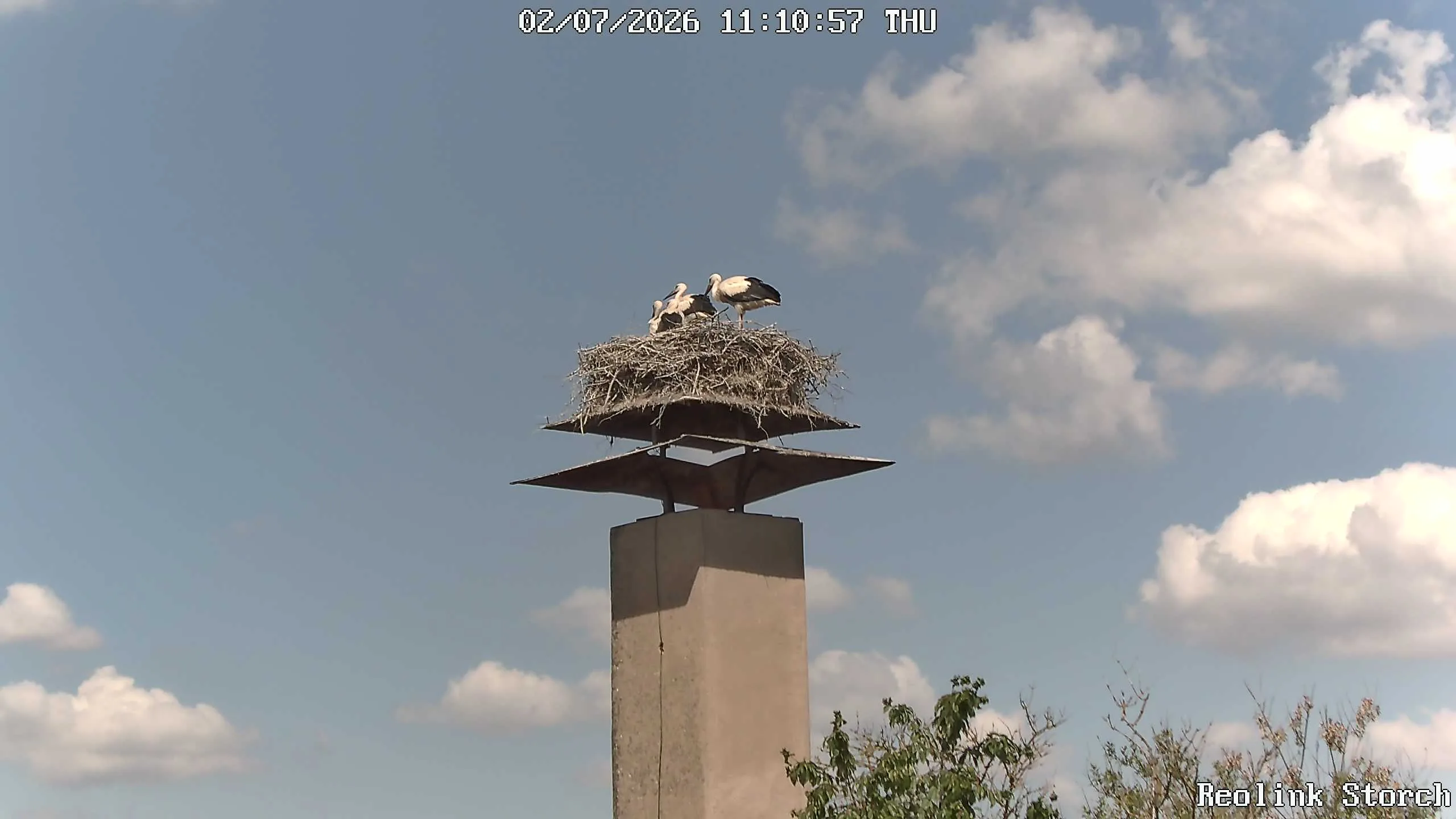 Storchencam Bild