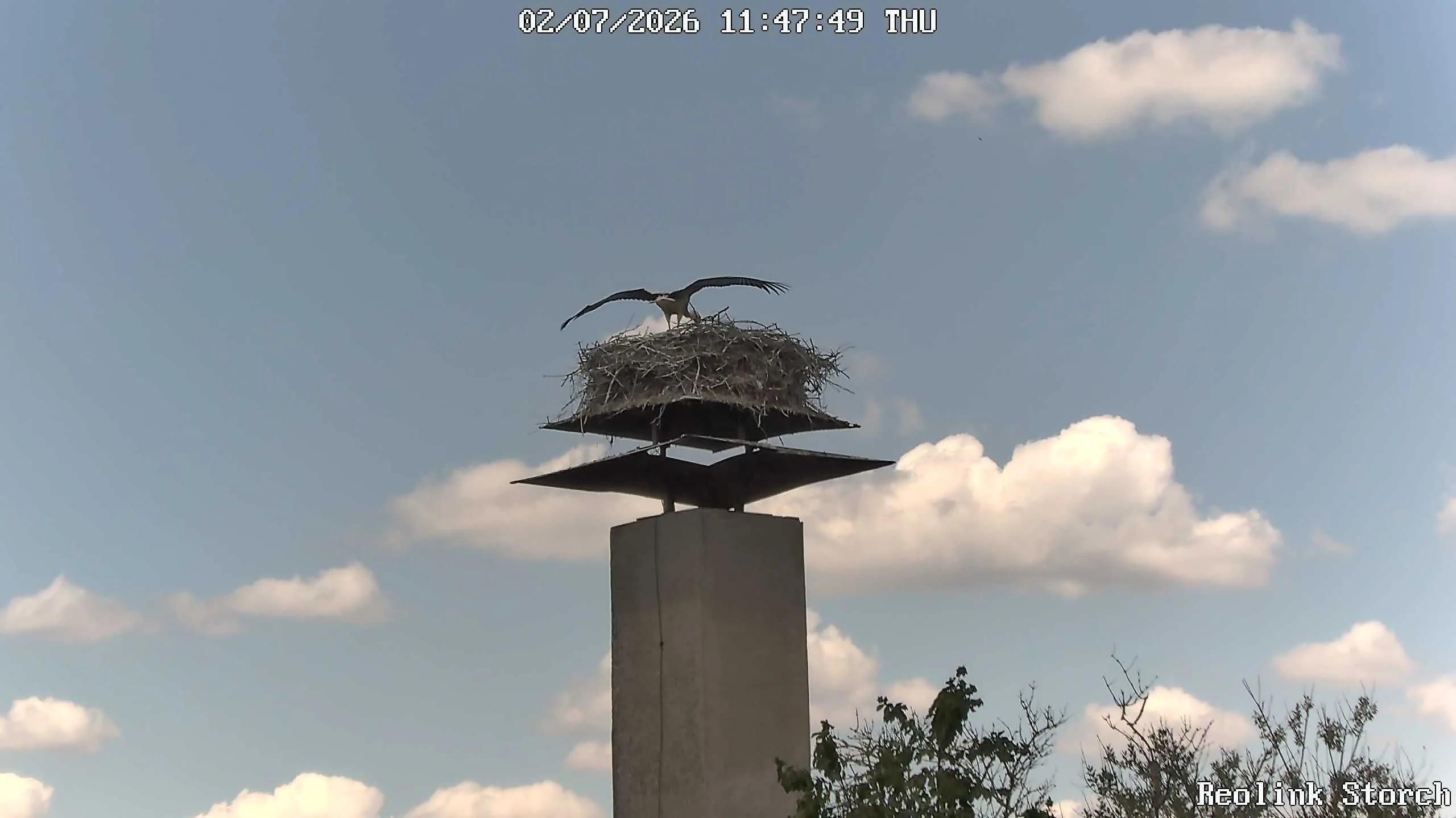 Storchencam Bild