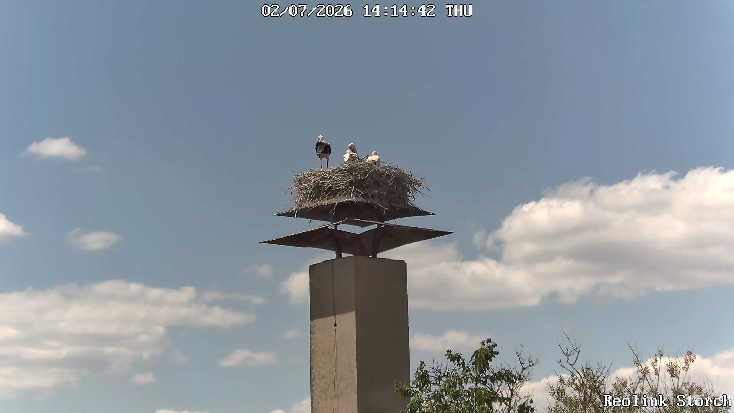 Storchencam Bild