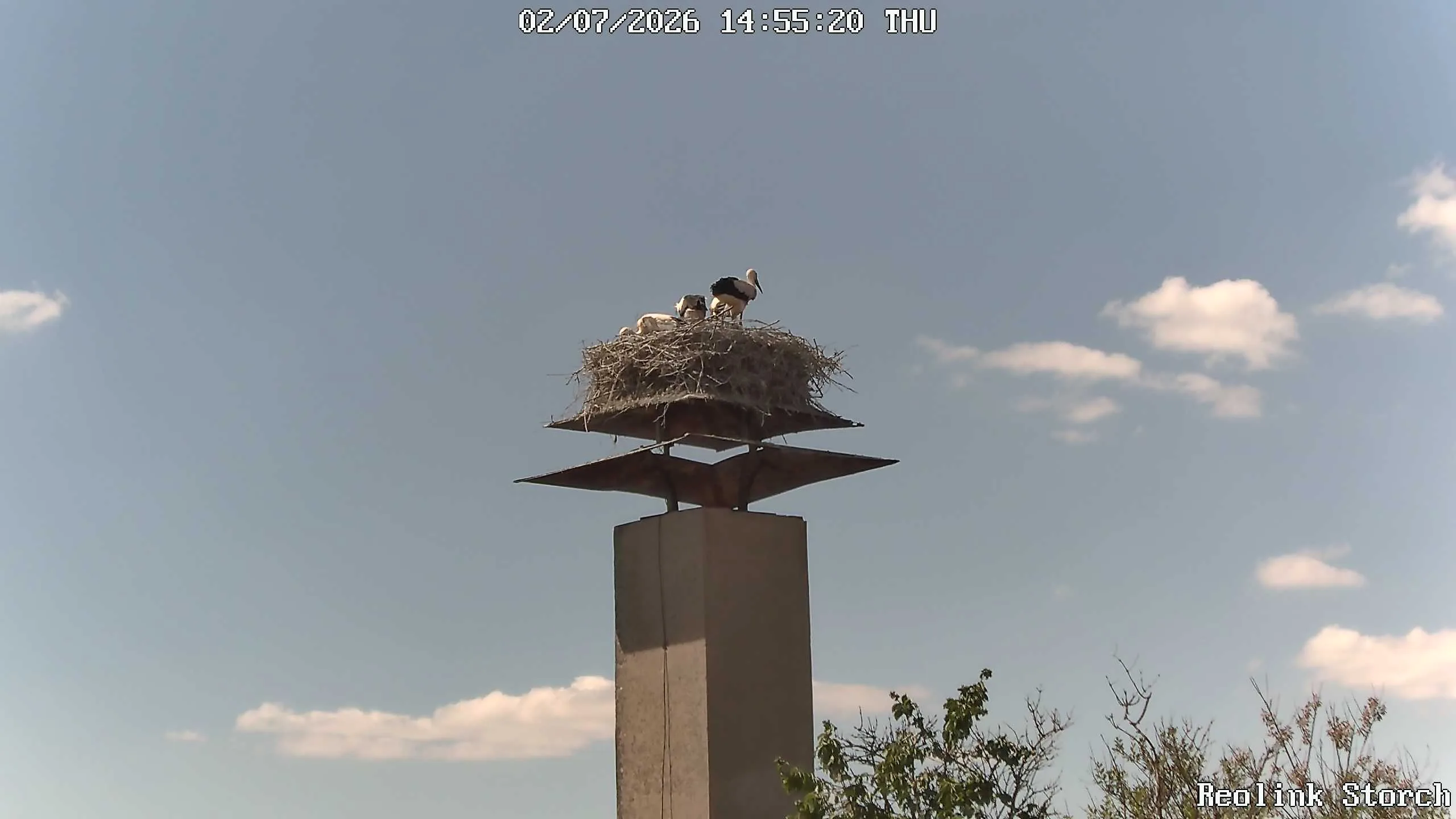 Storchencam Bild