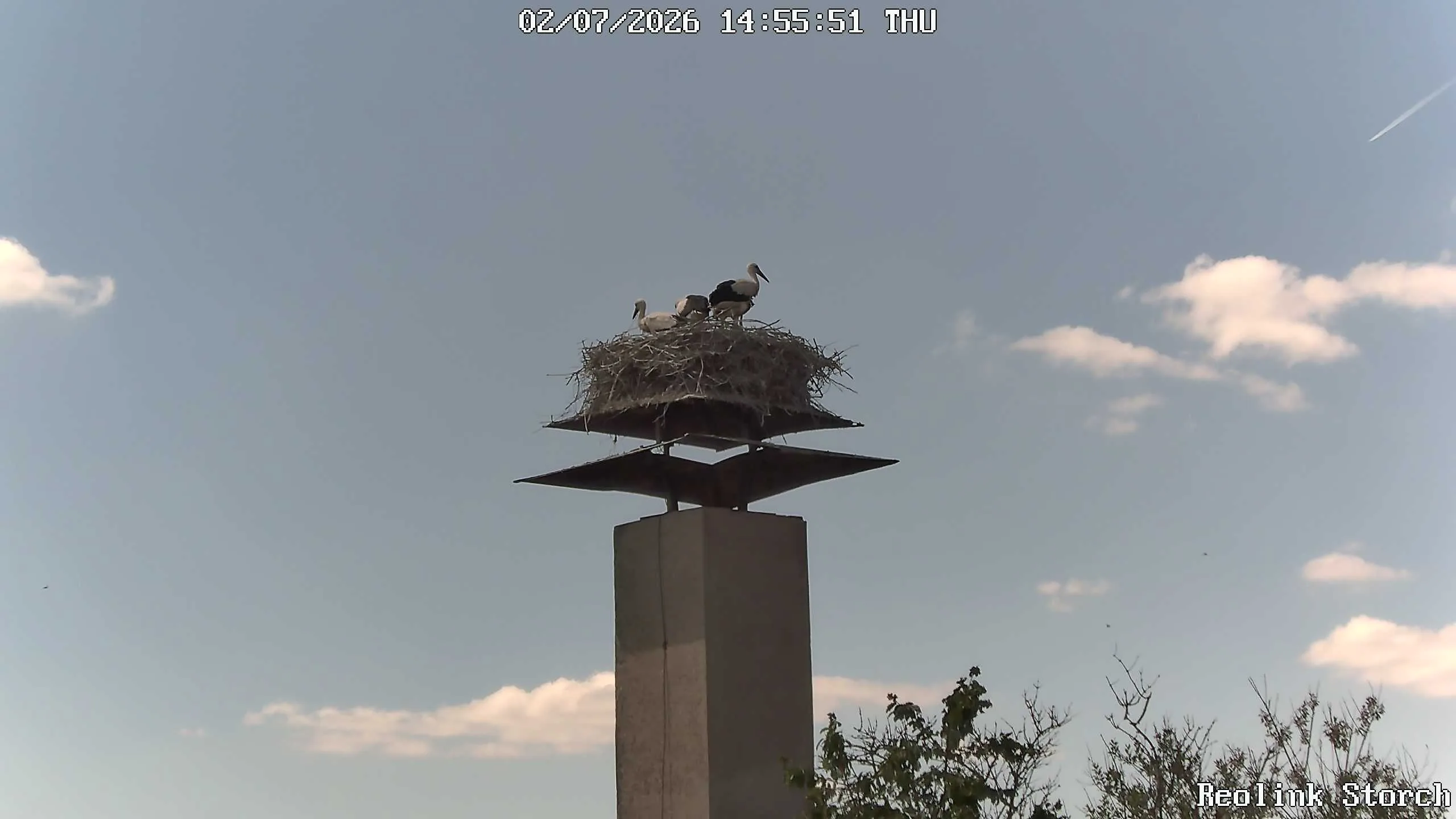 Storchencam Bild