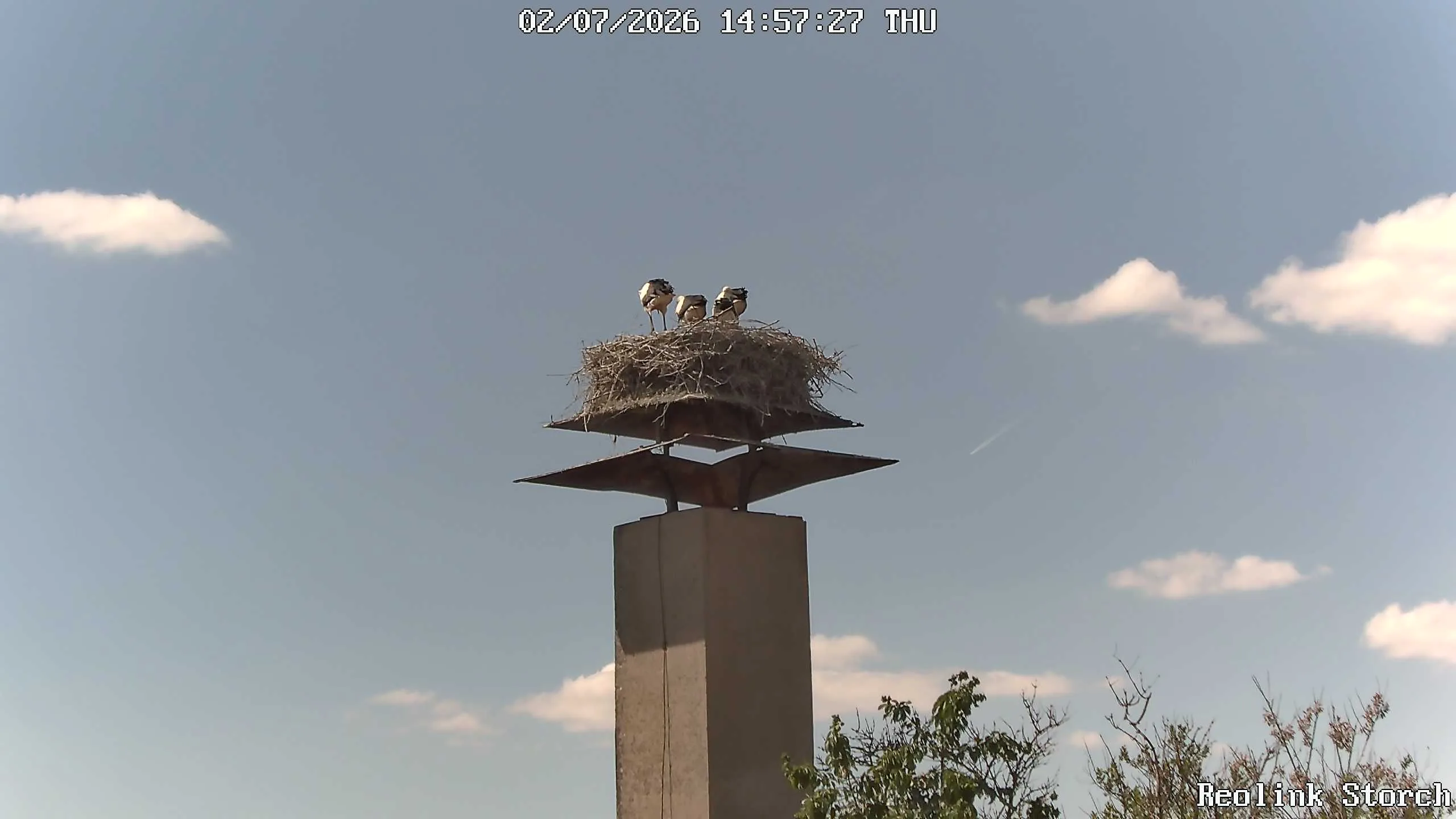 Storchencam Bild