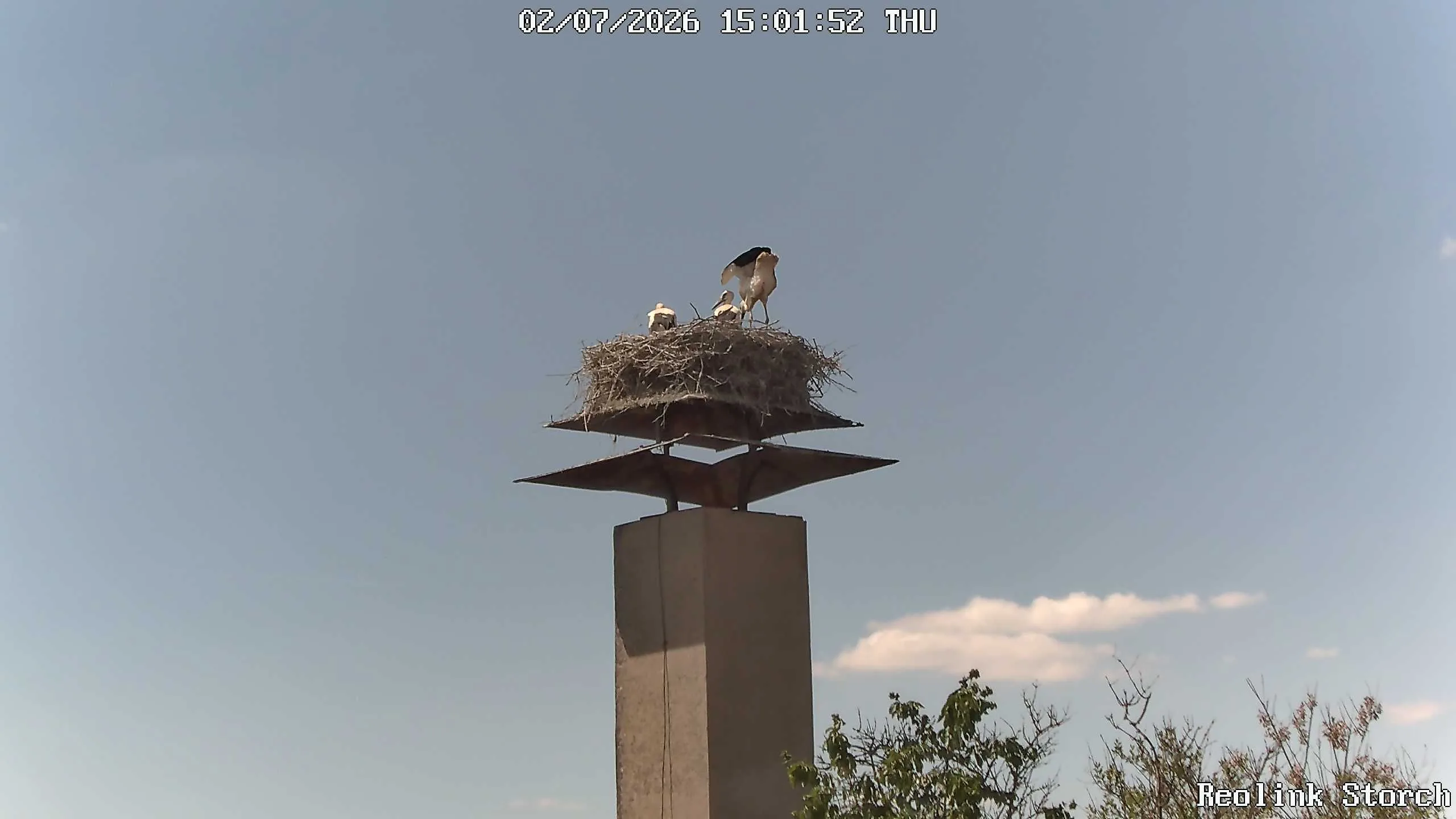 Storchencam Bild