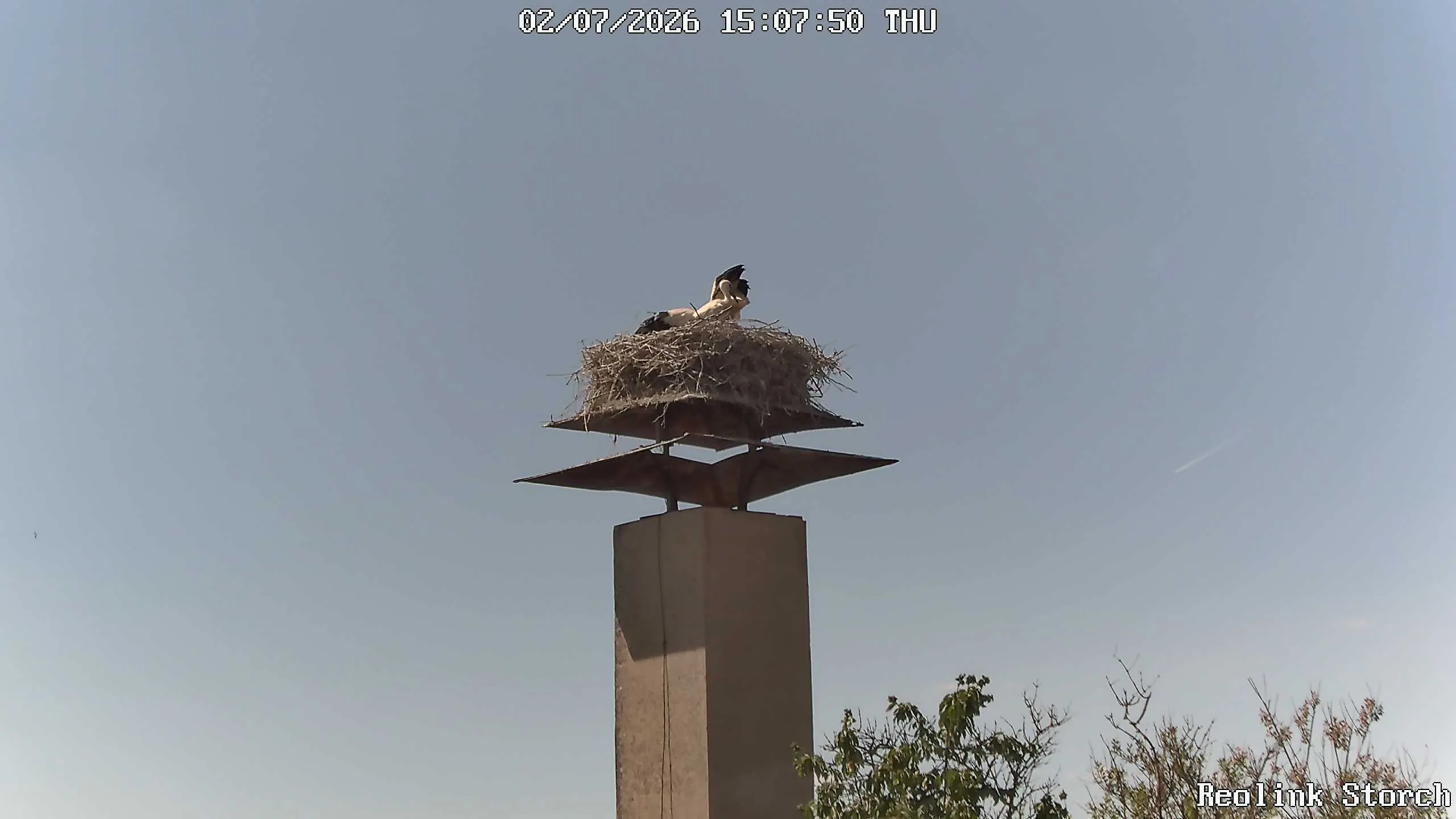 Storchencam Bild