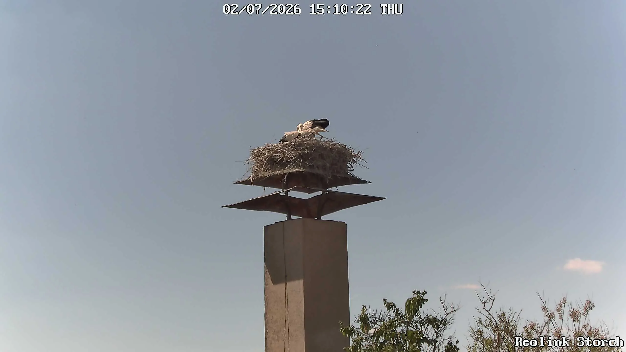Storchencam Bild