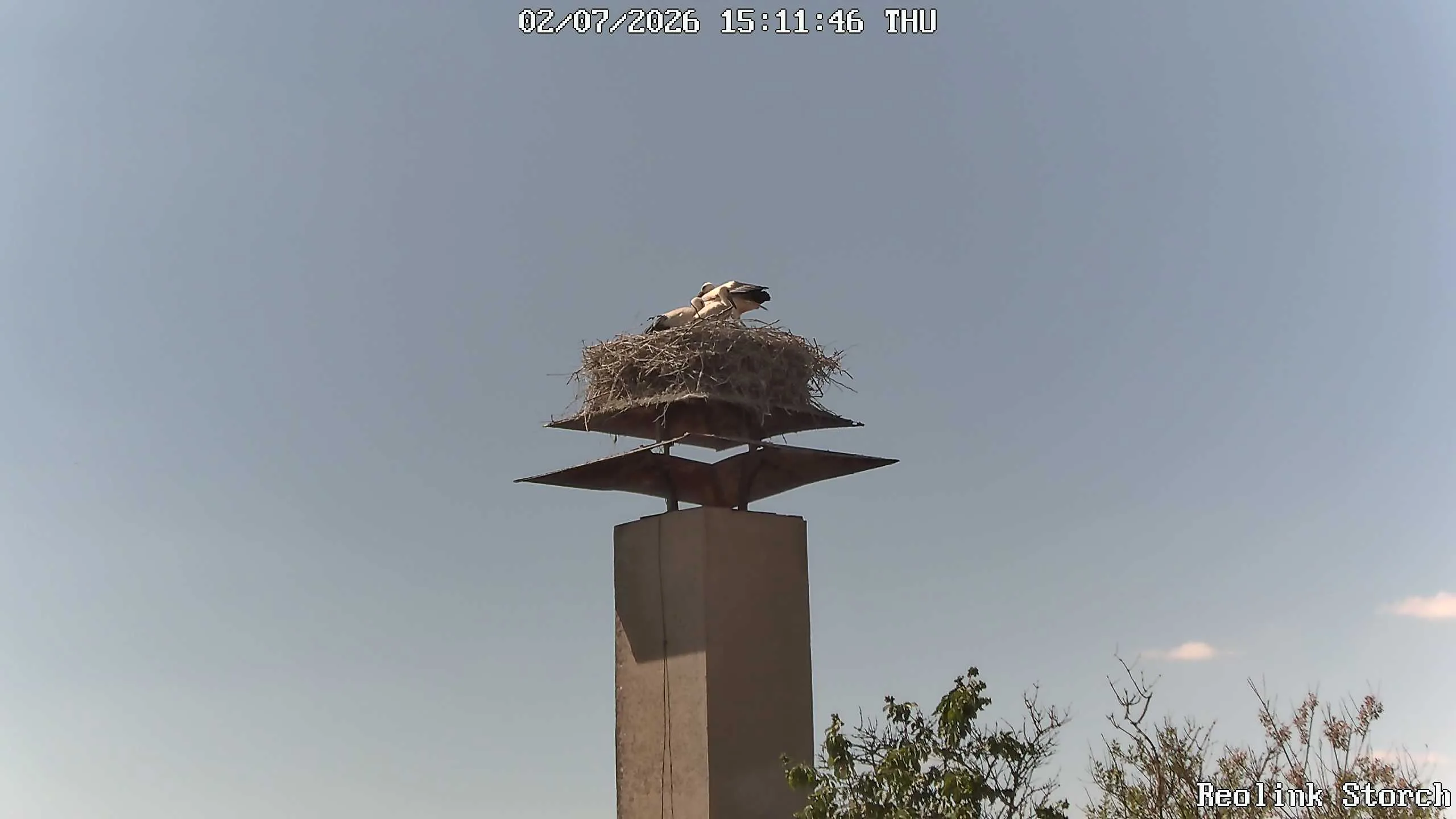 Storchencam Bild