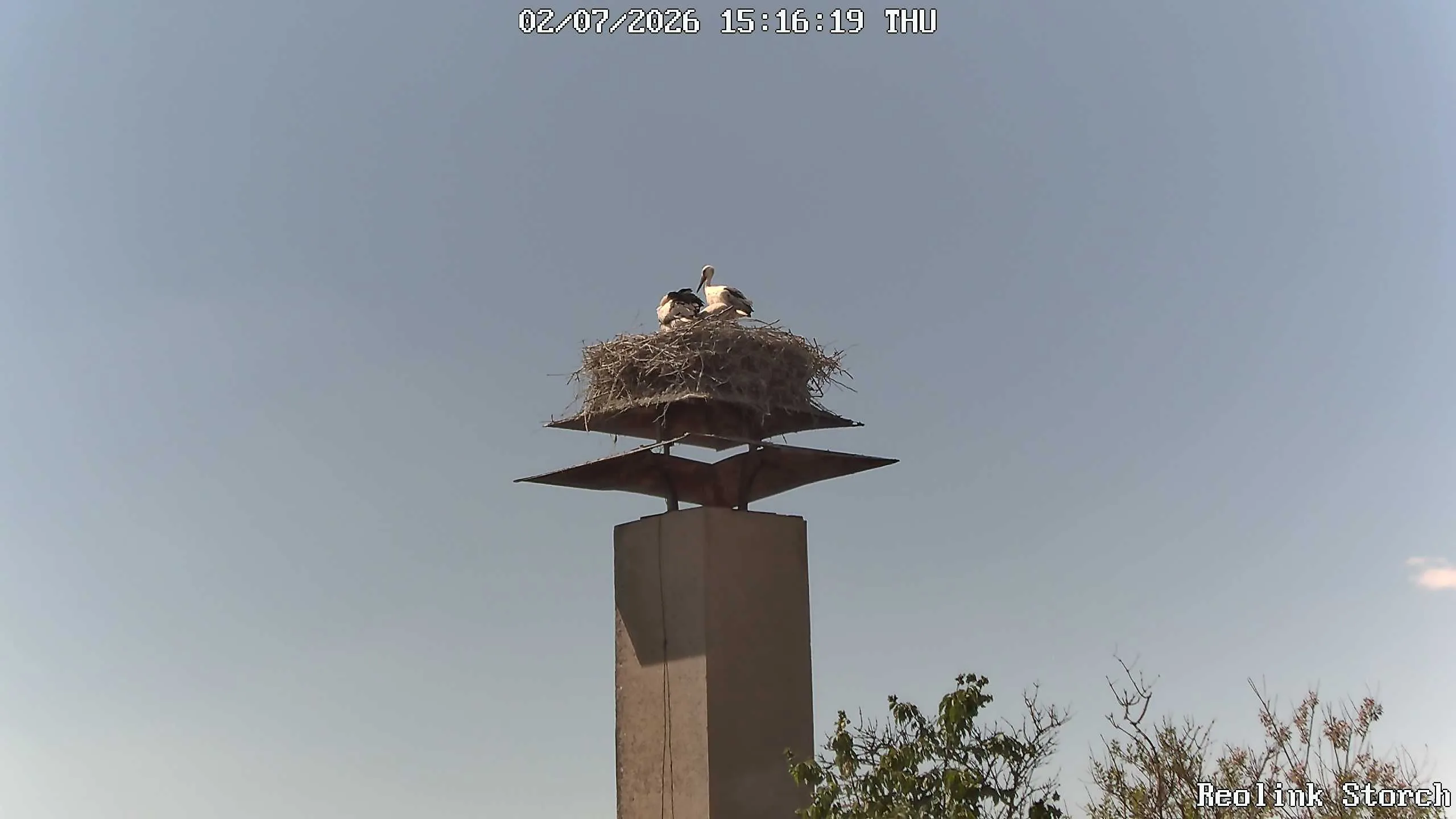 Storchencam Bild