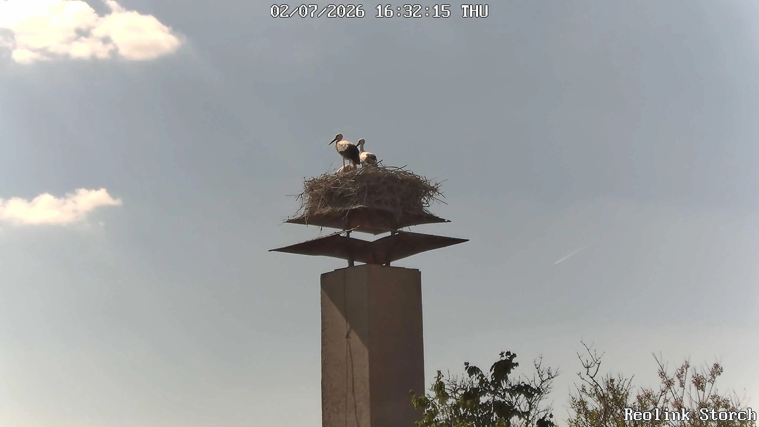 Storchencam Bild