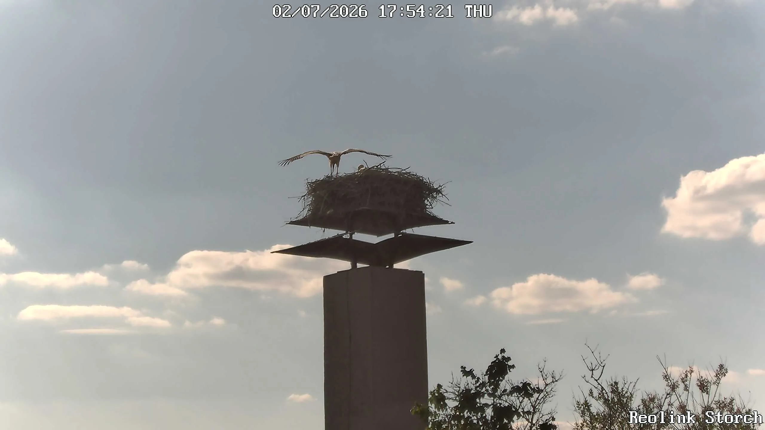 Storchencam Bild