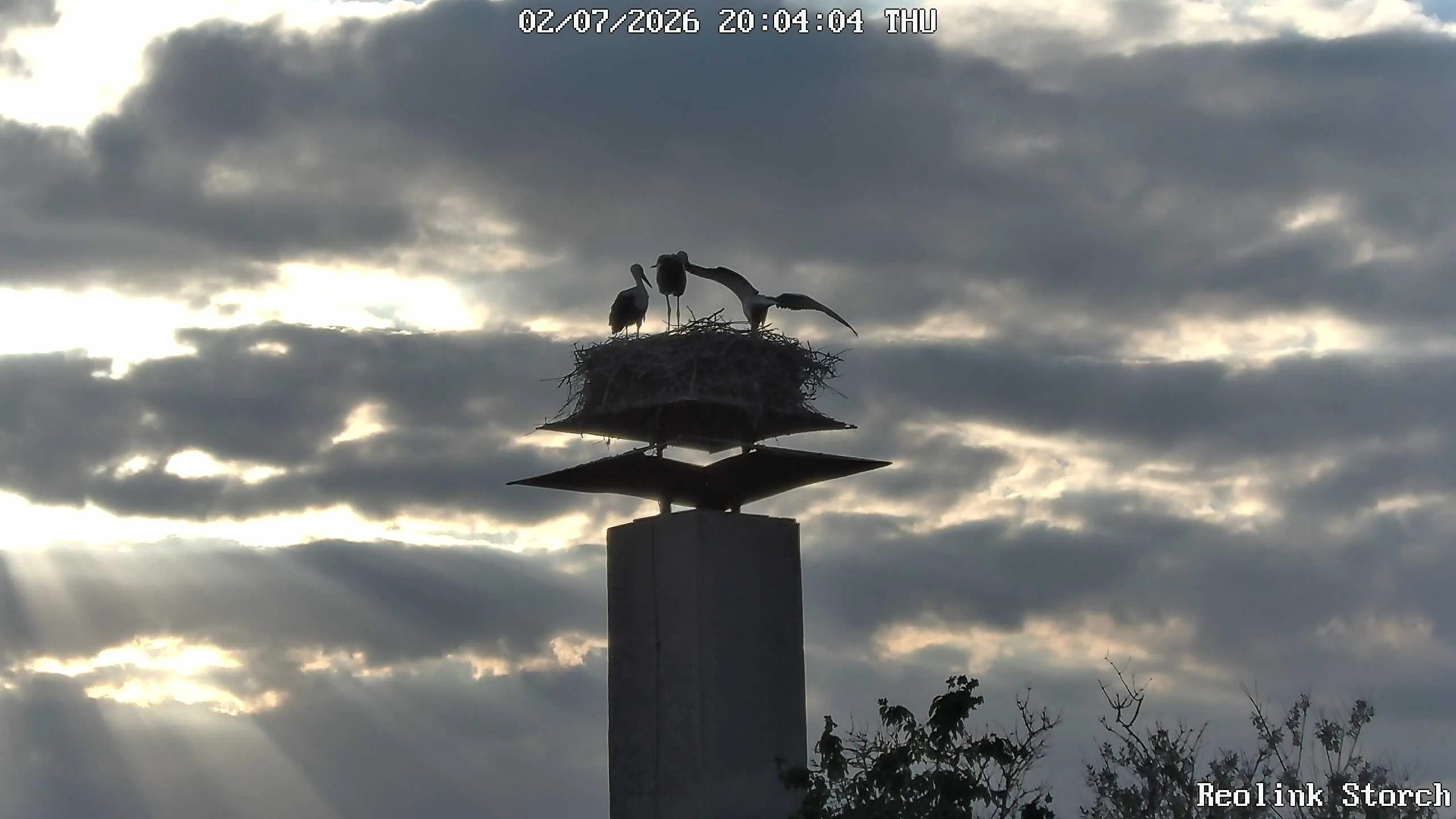 Storchencam Bild