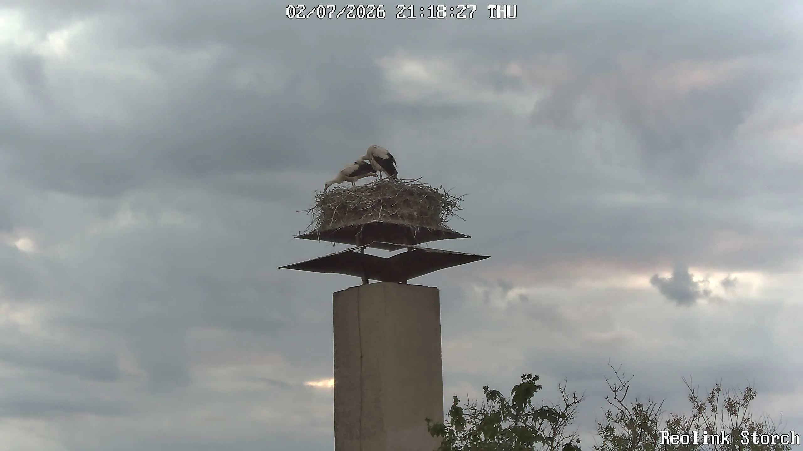 Storchencam Bild