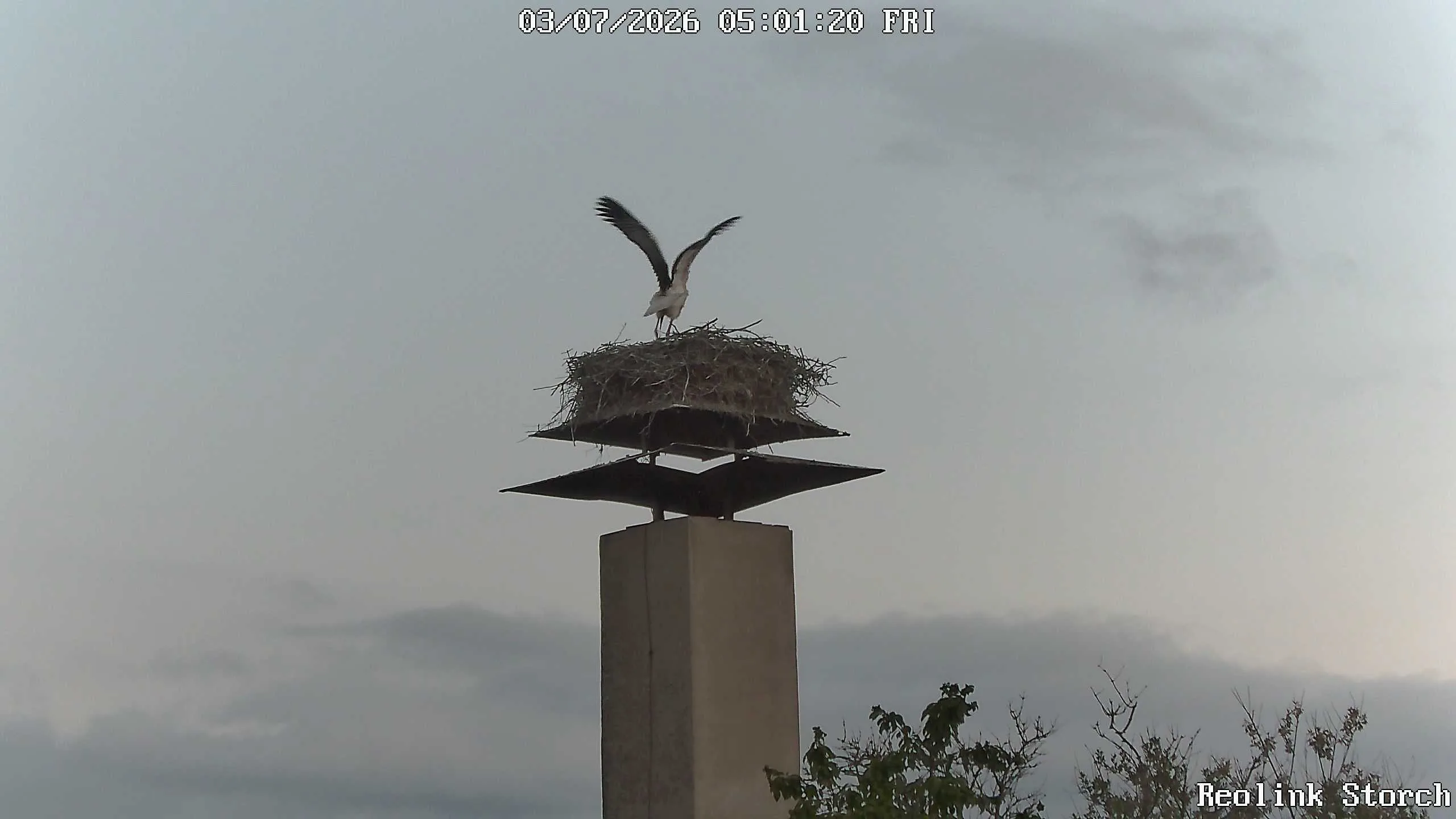 Storchencam Bild