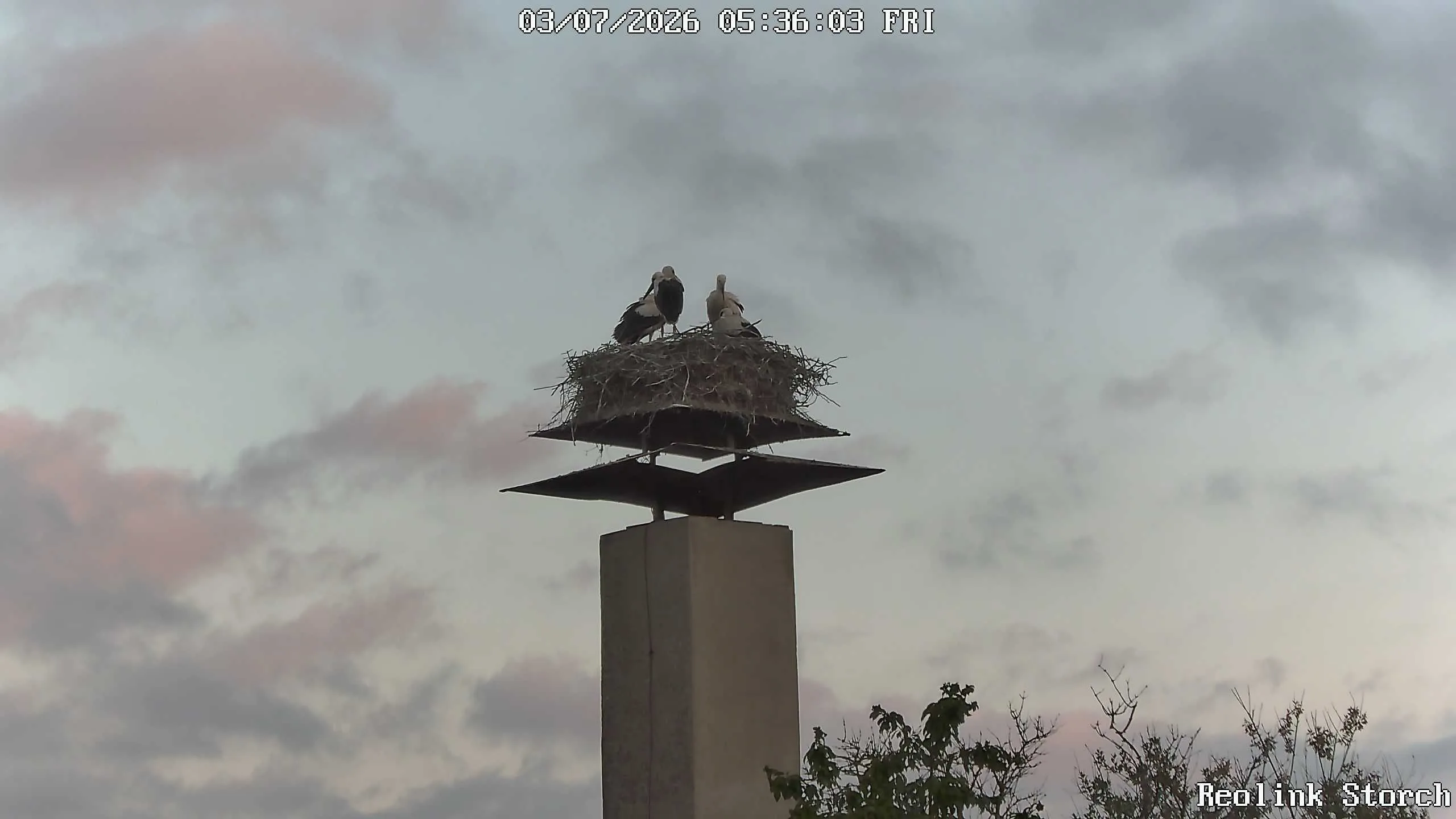 Storchencam Bild