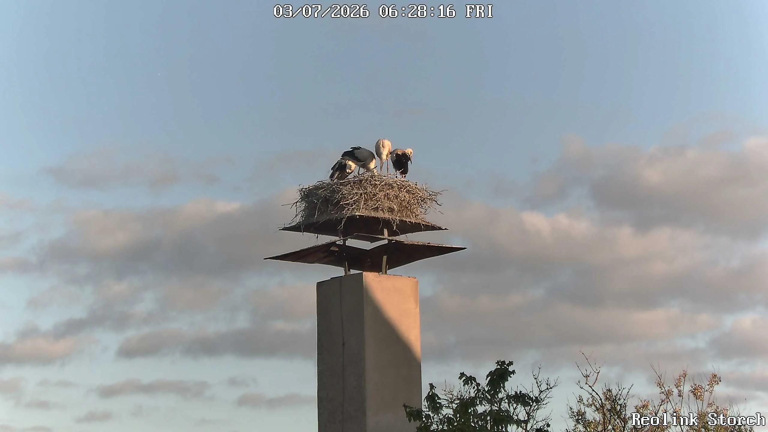 Storchencam Bild