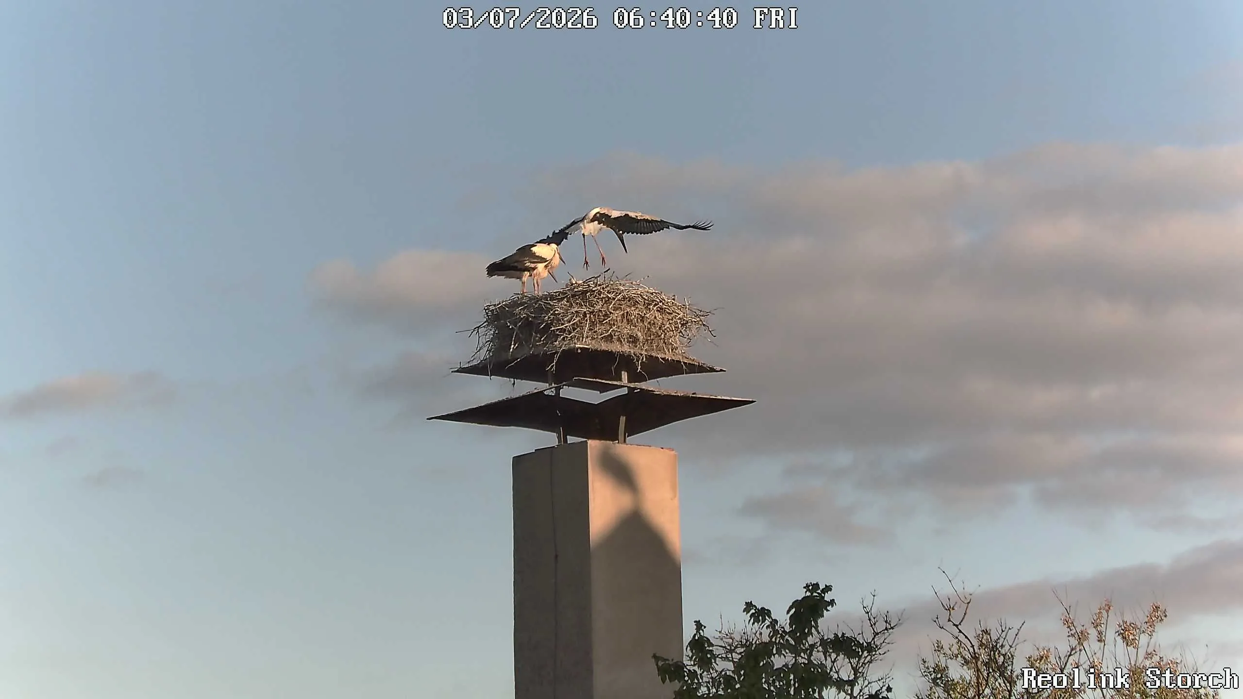 Storchencam Bild