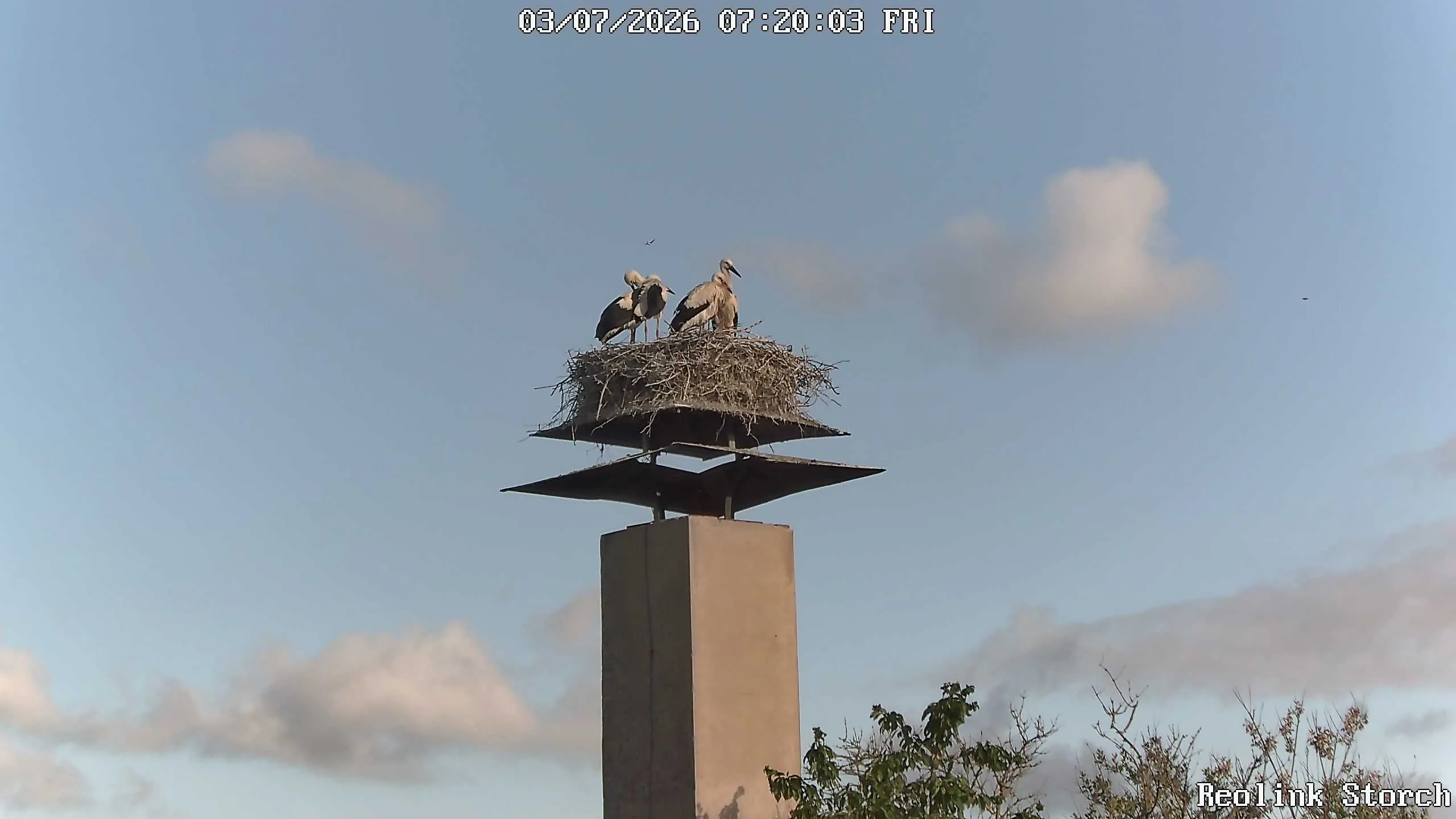 Storchencam Bild