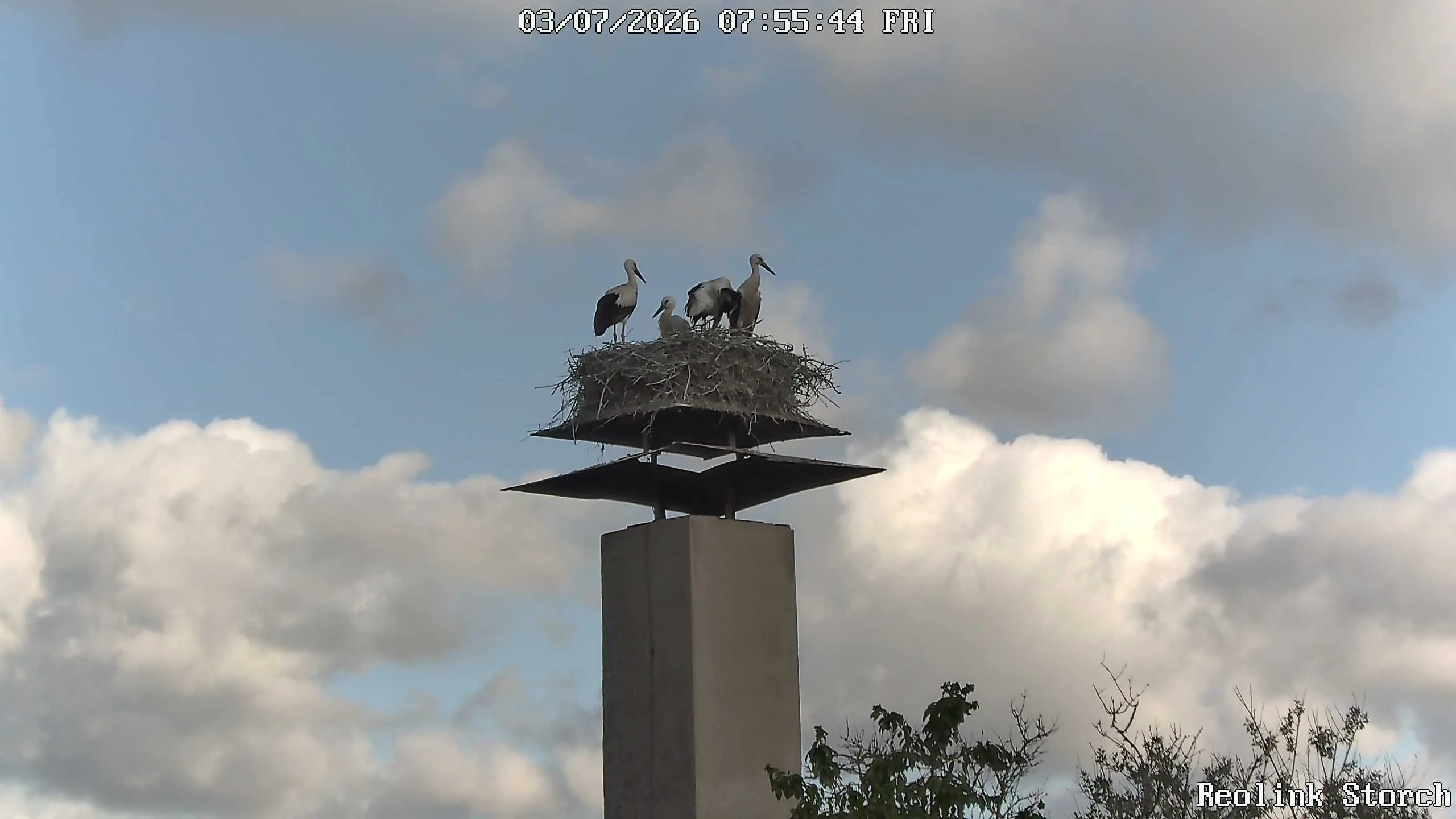 Storchencam Bild