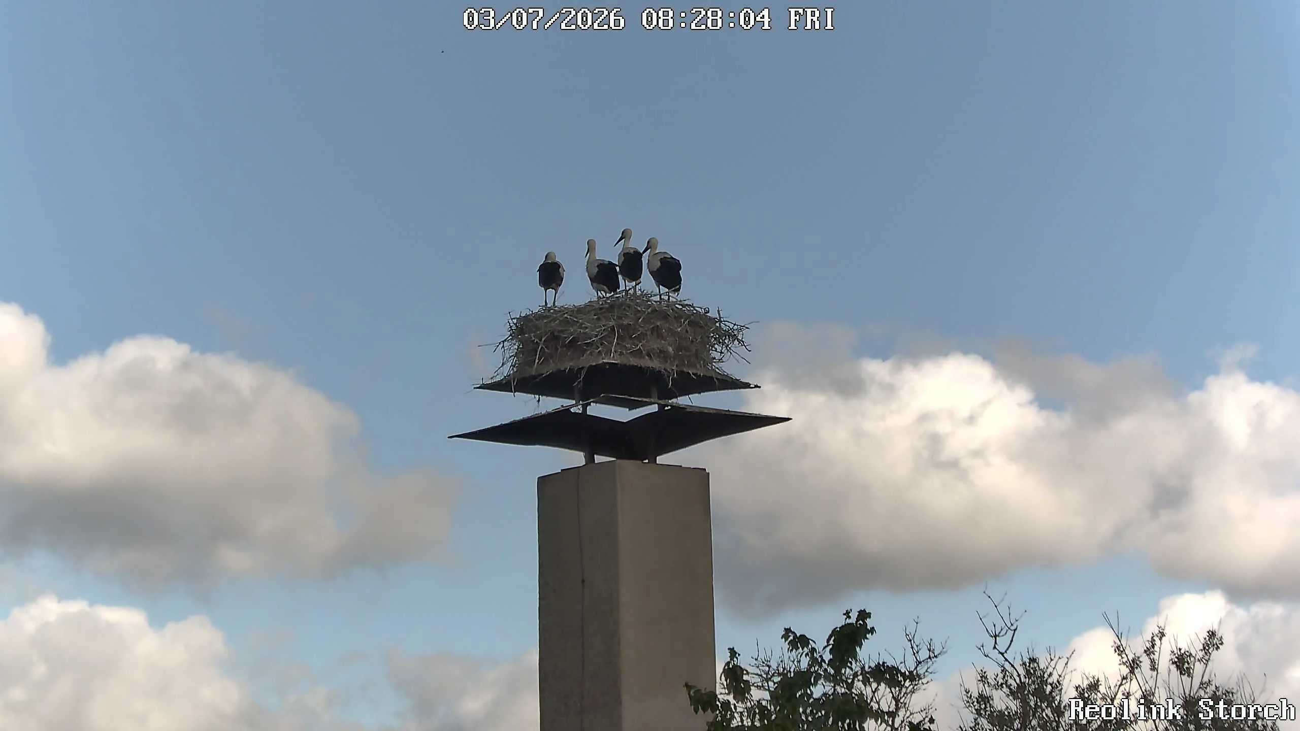 Storchencam Bild