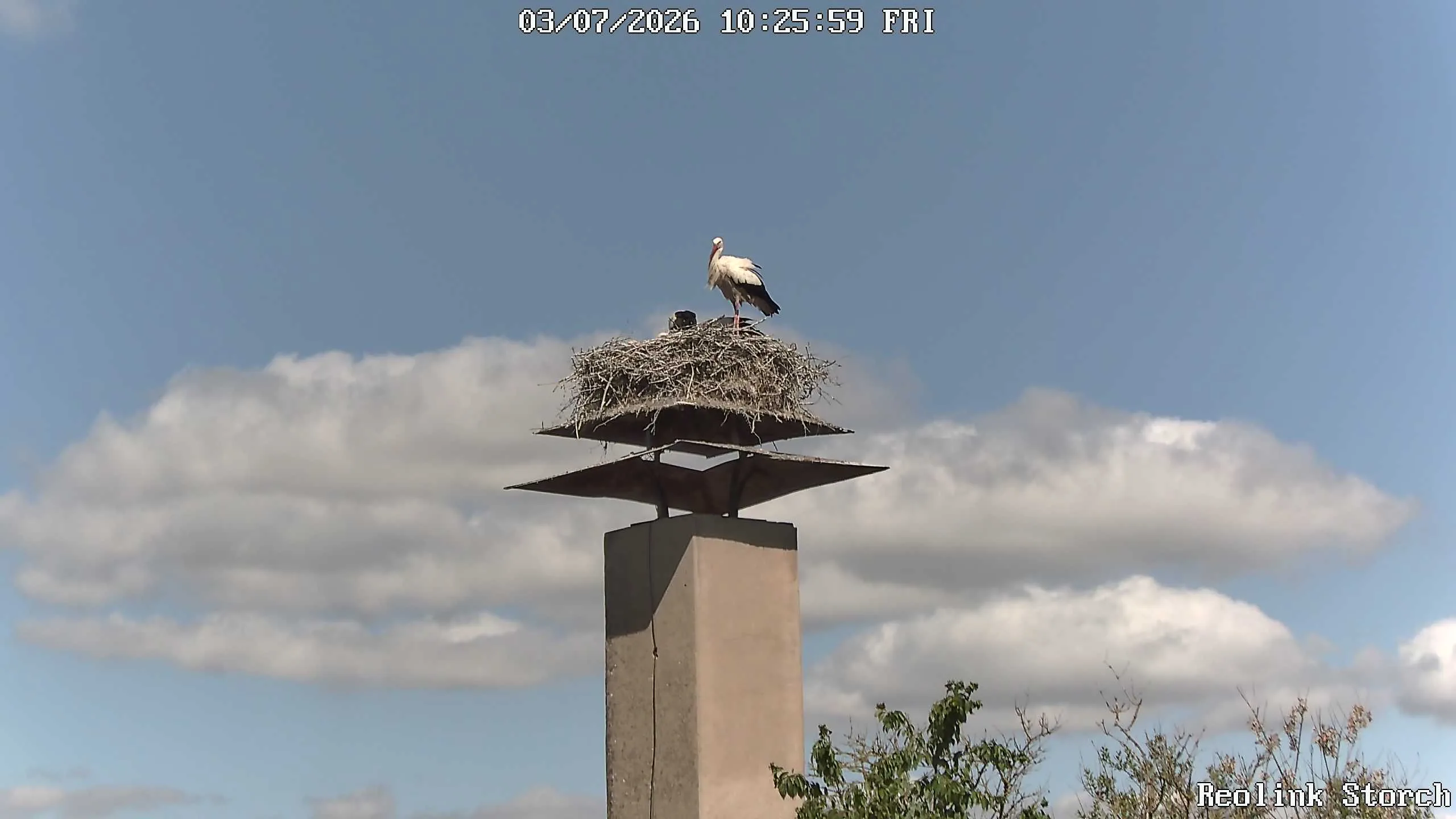 Storchencam Bild