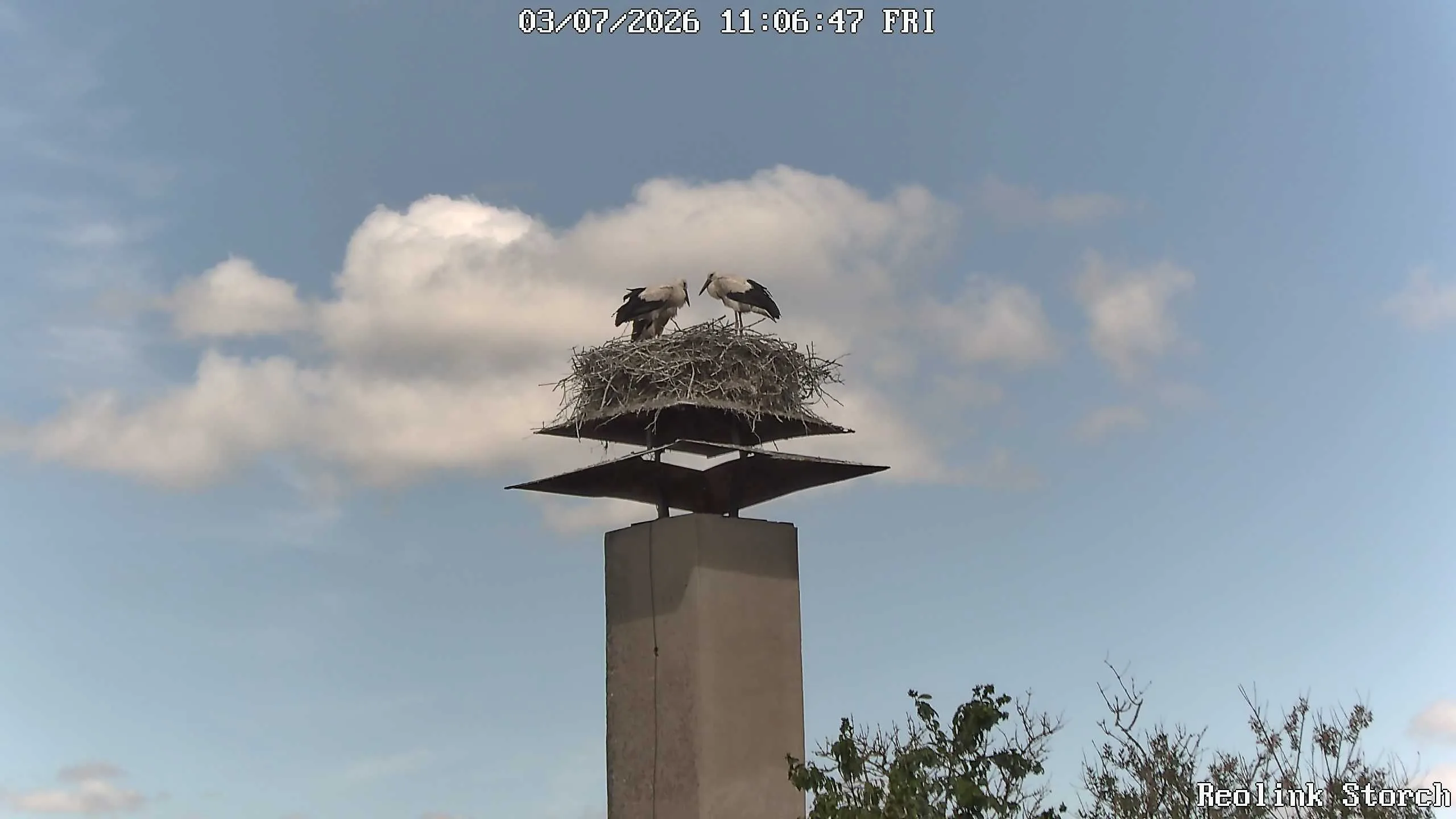 Storchencam Bild