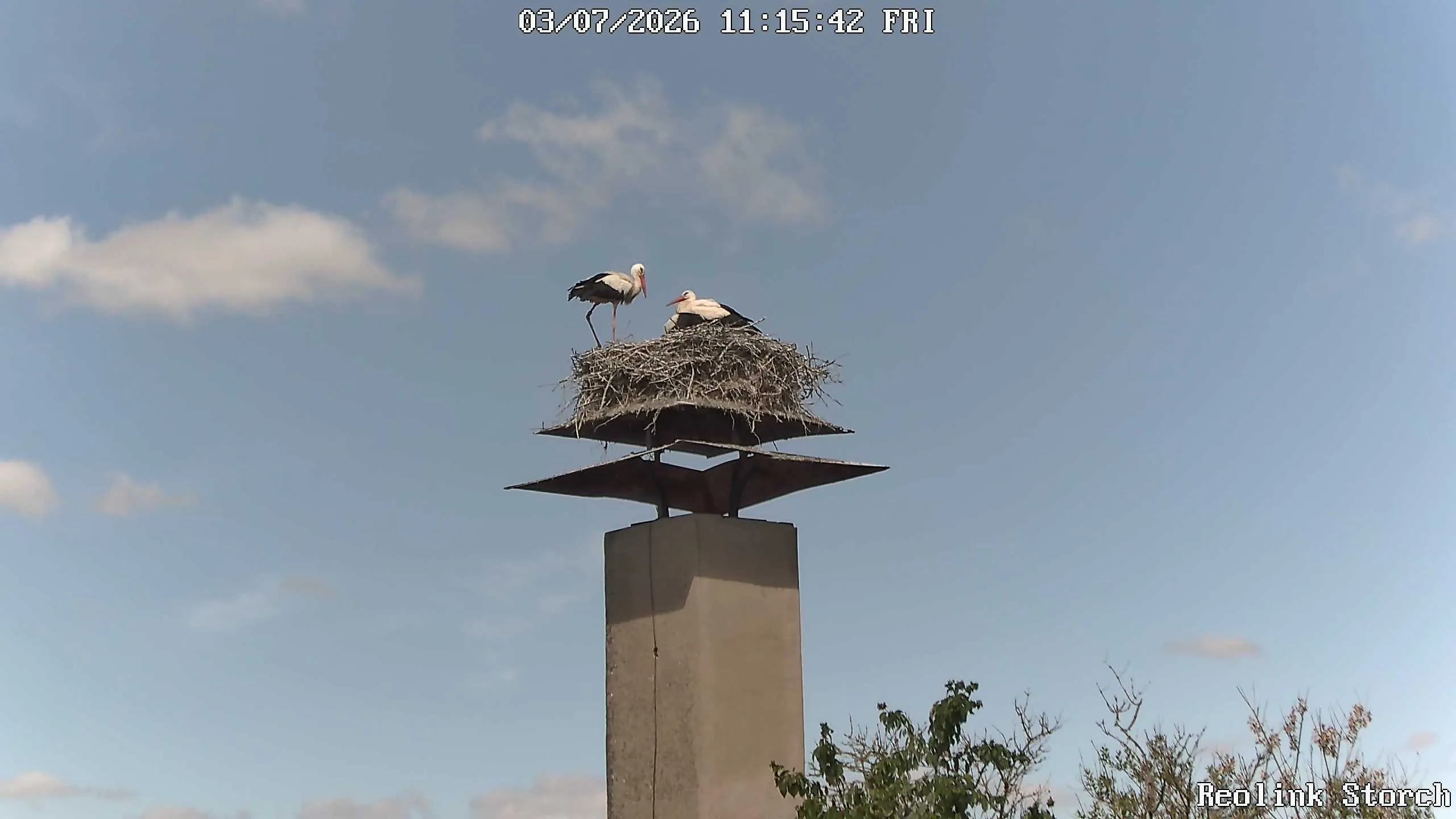 Storchencam Bild