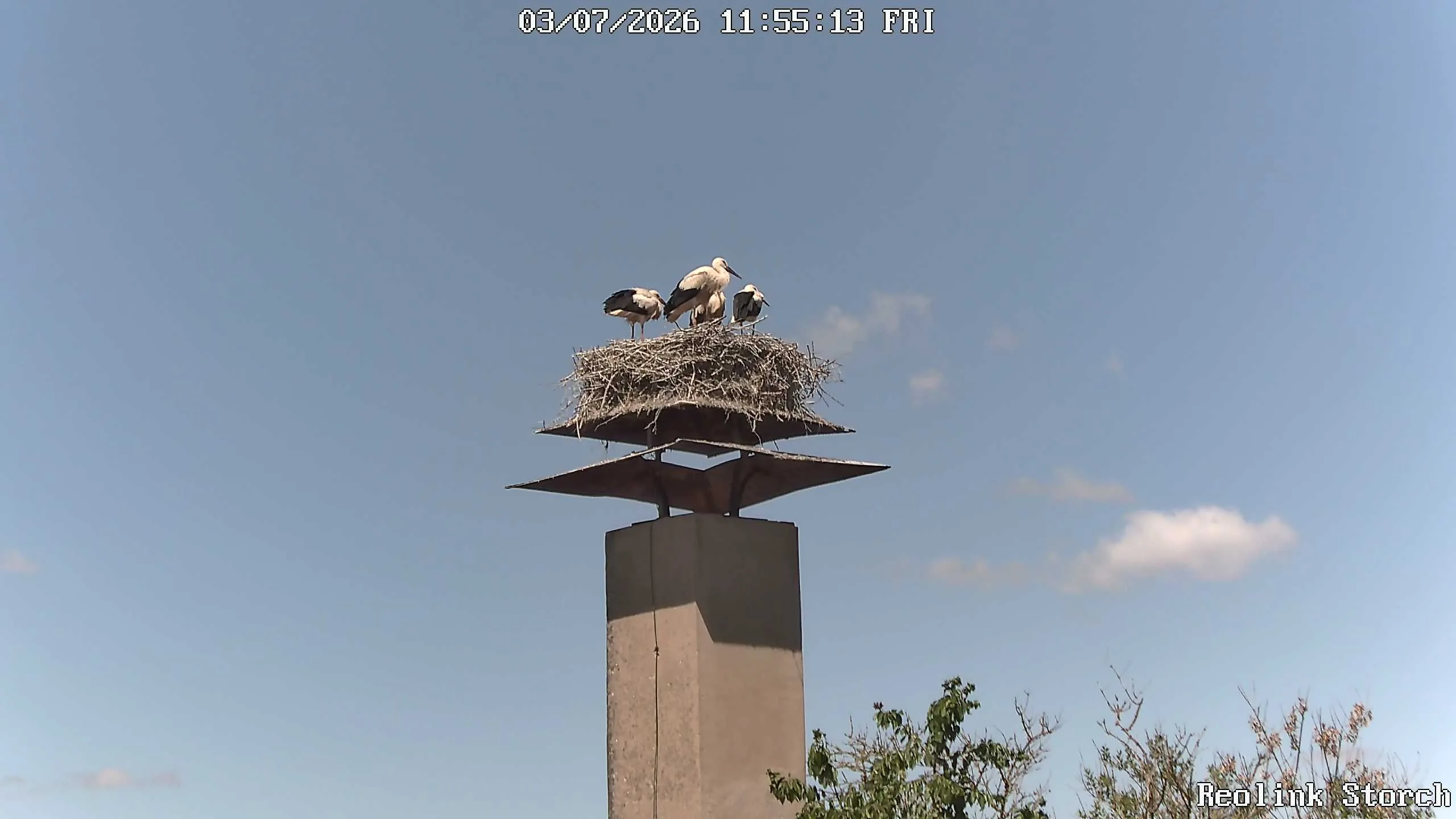 Storchencam Bild