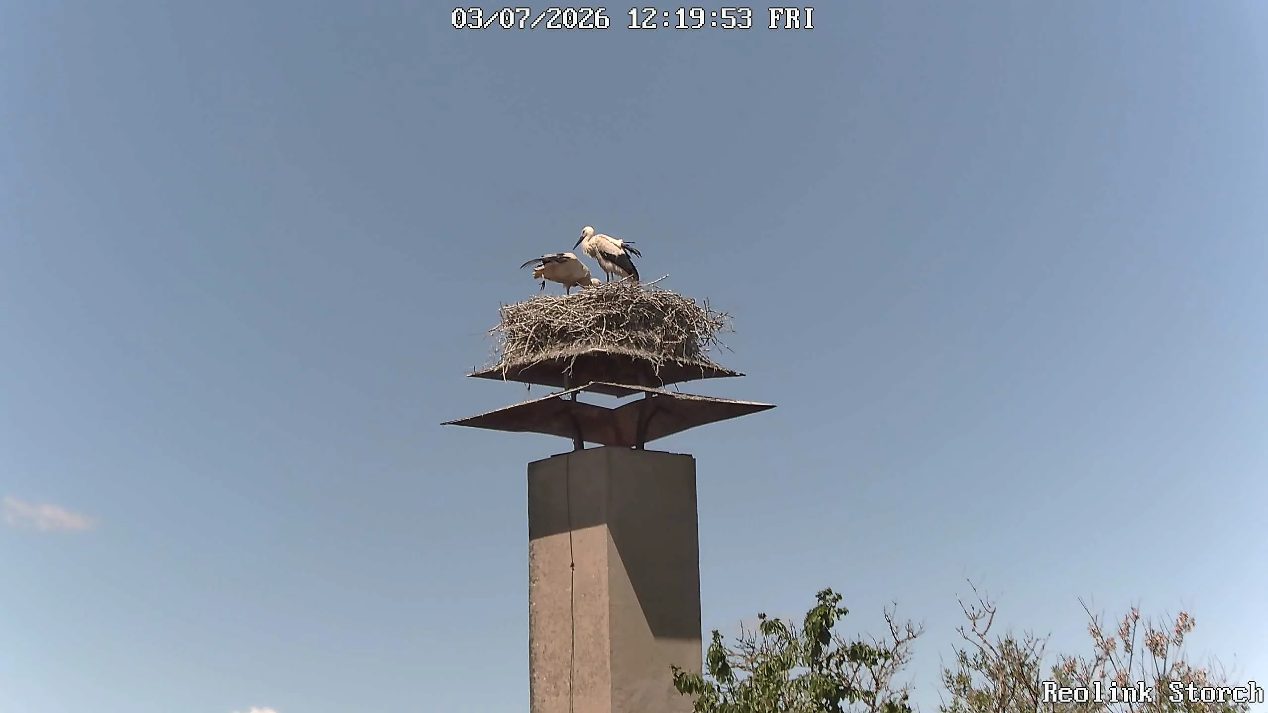 Storchencam Bild
