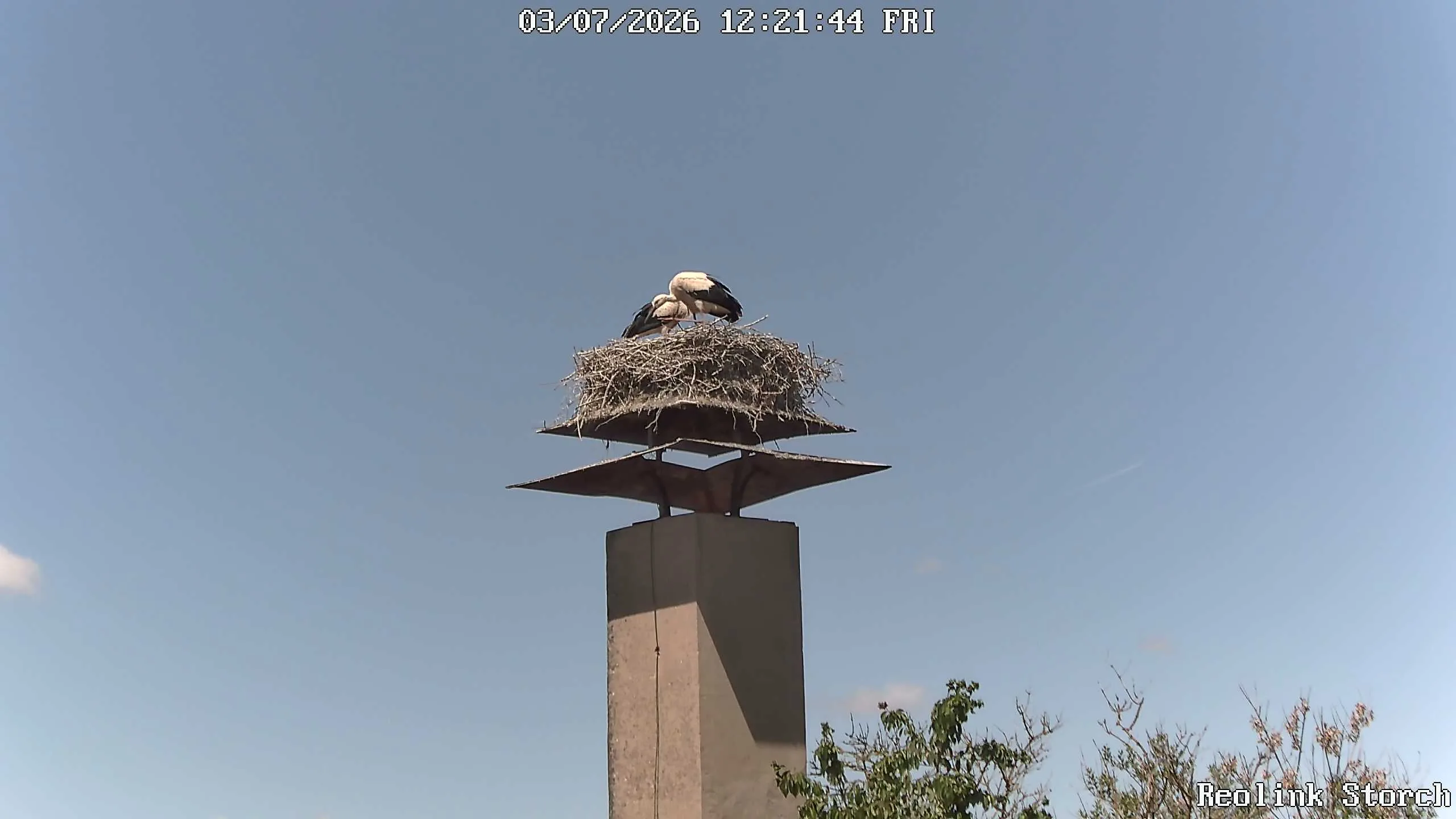 Storchencam Bild
