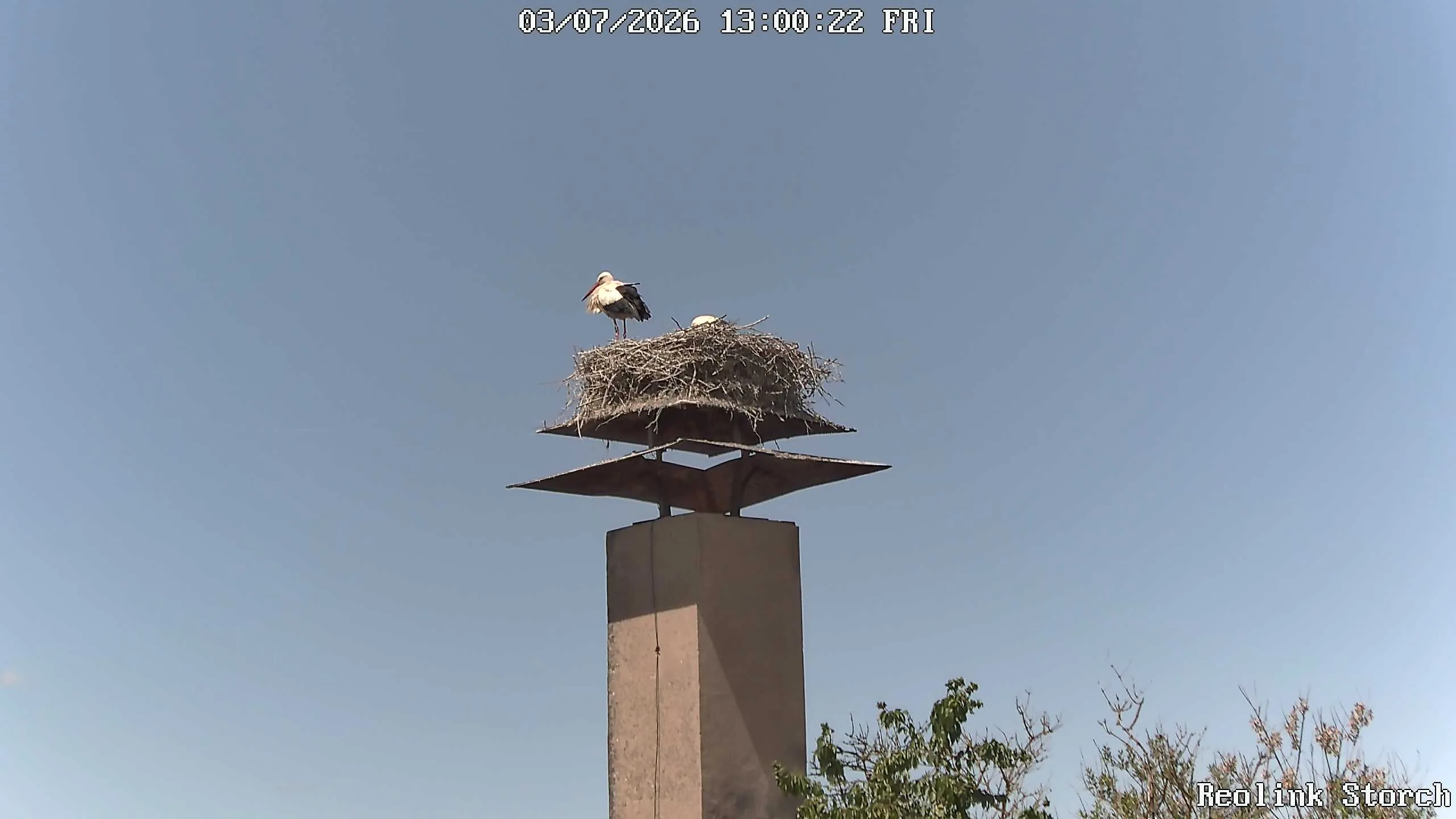 Storchencam Bild