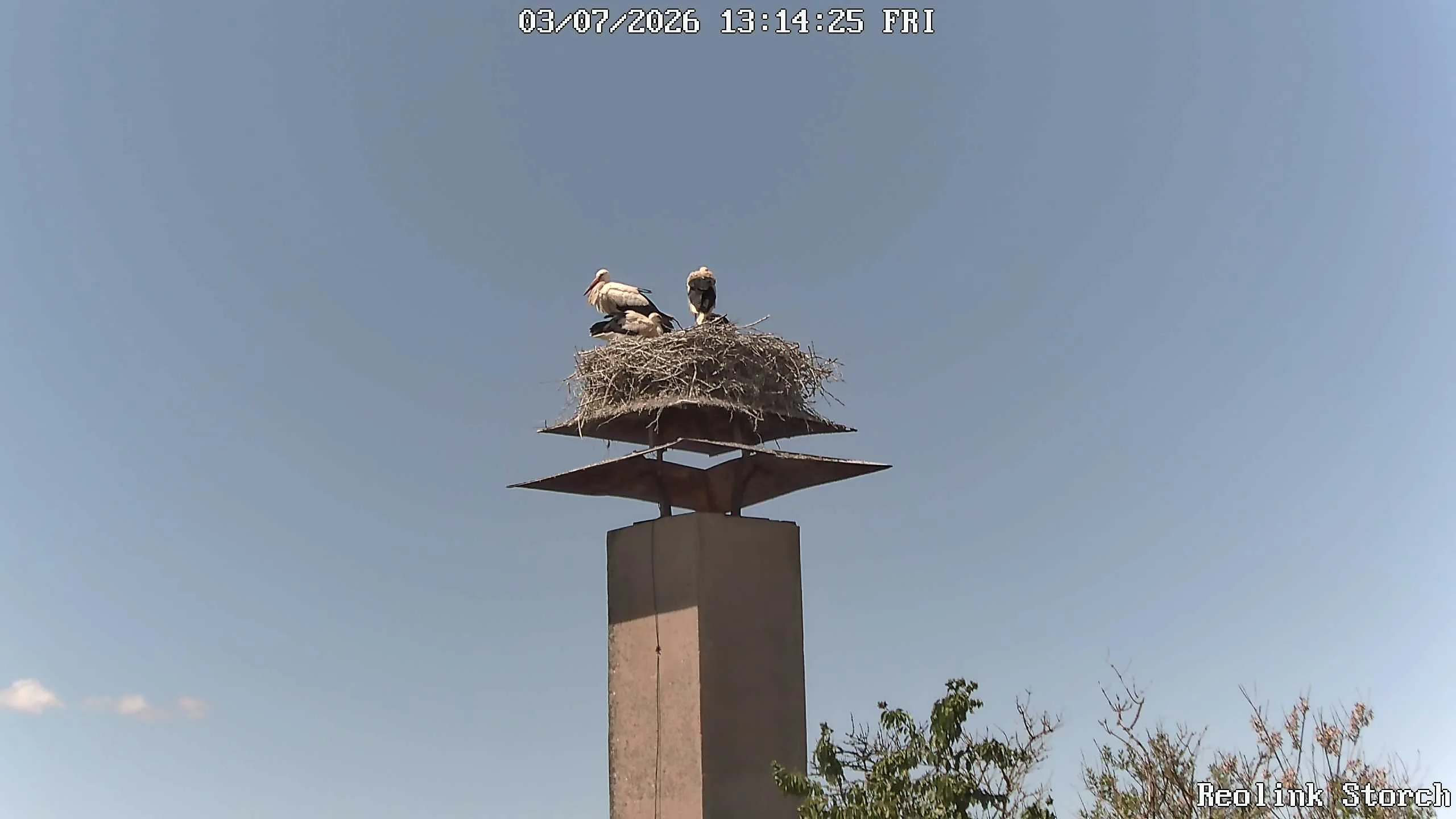 Storchencam Bild