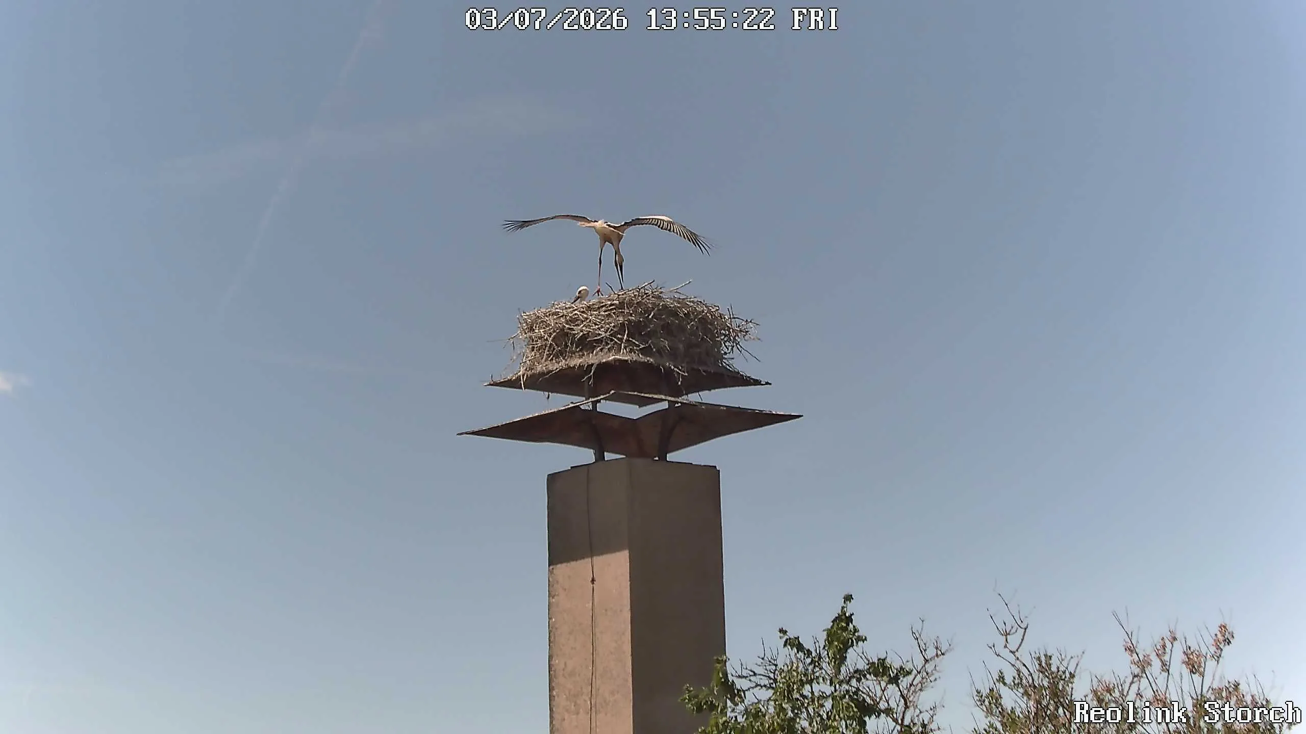 Storchencam Bild