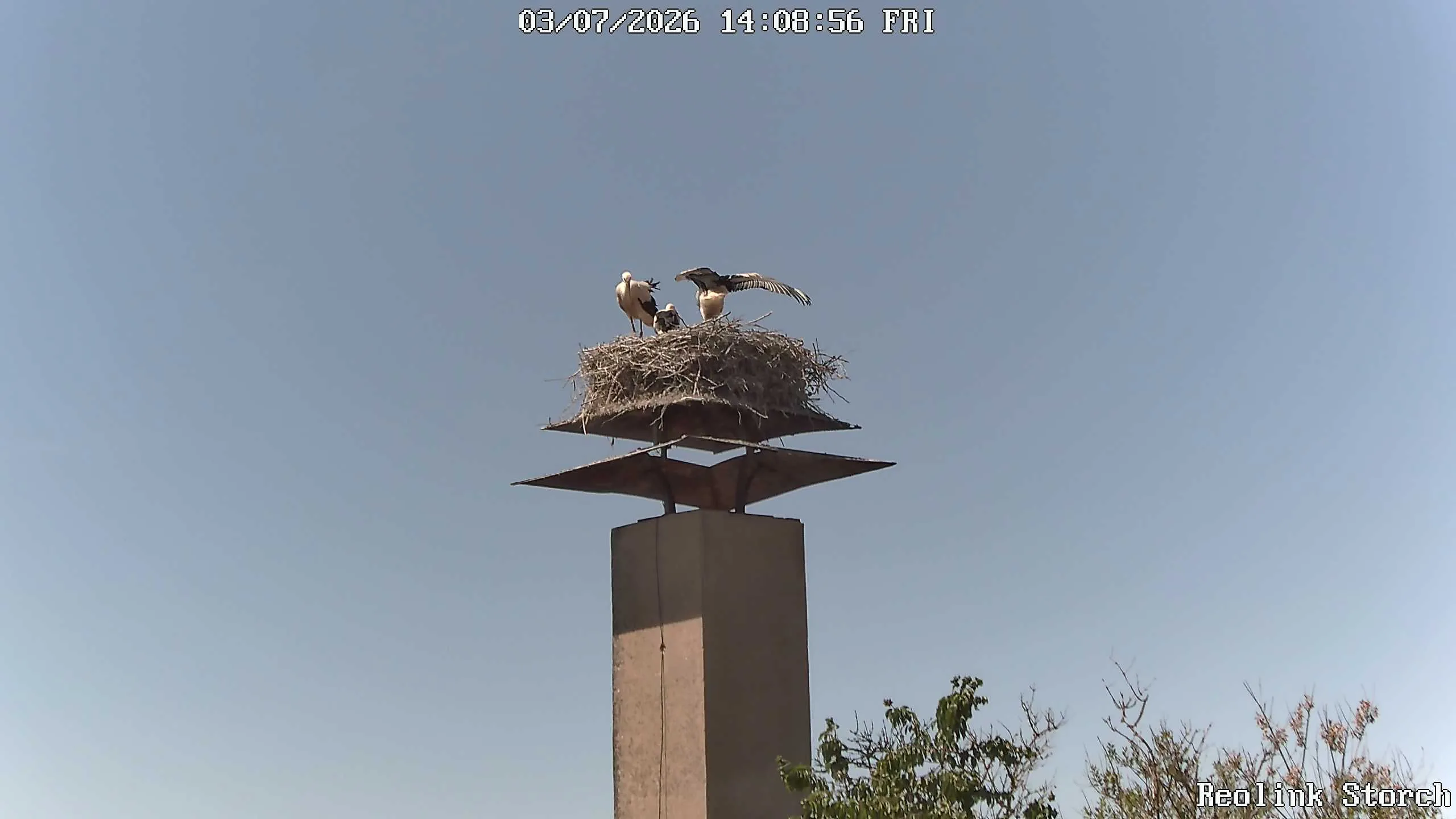 Storchencam Bild