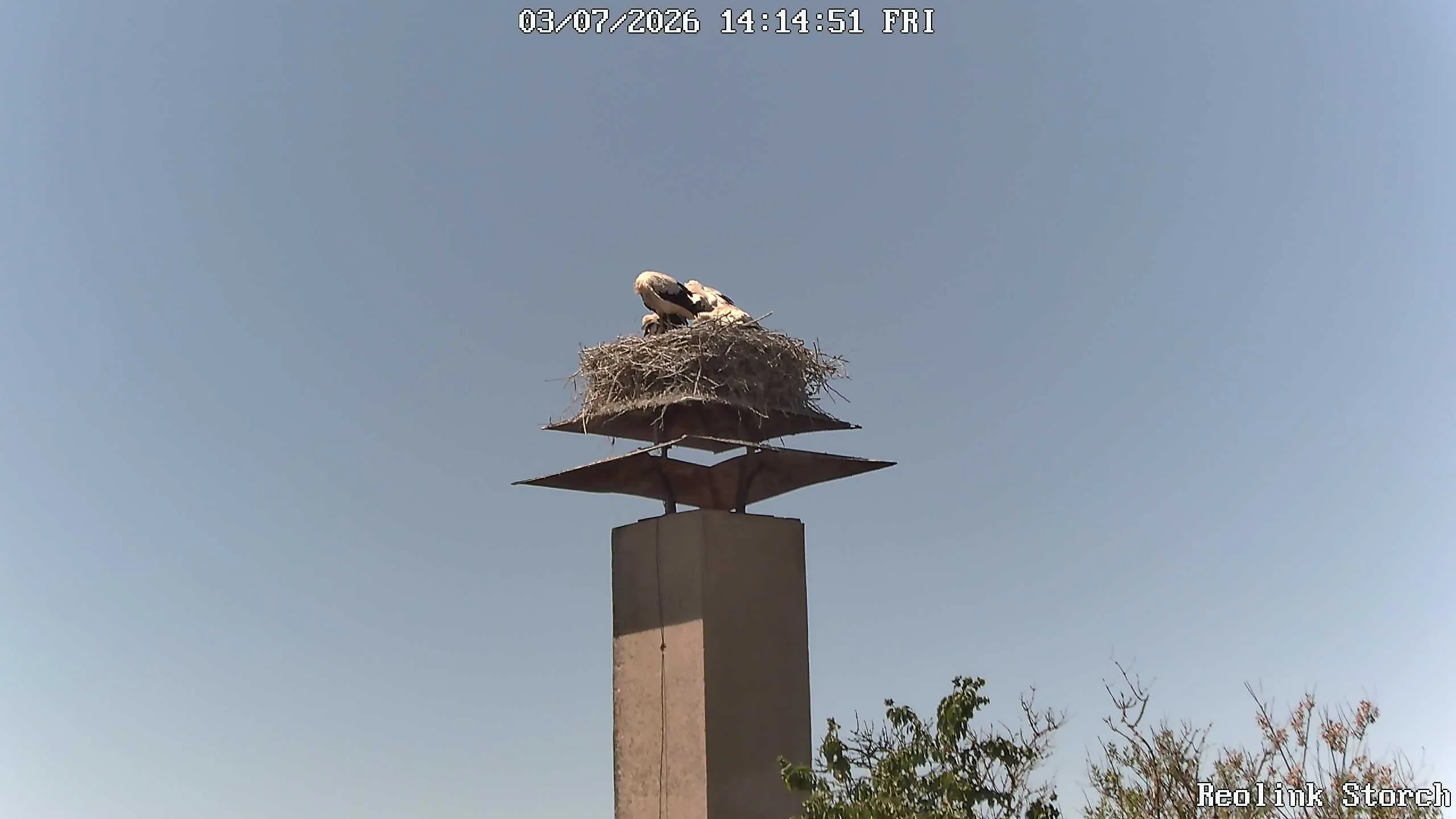 Storchencam Bild