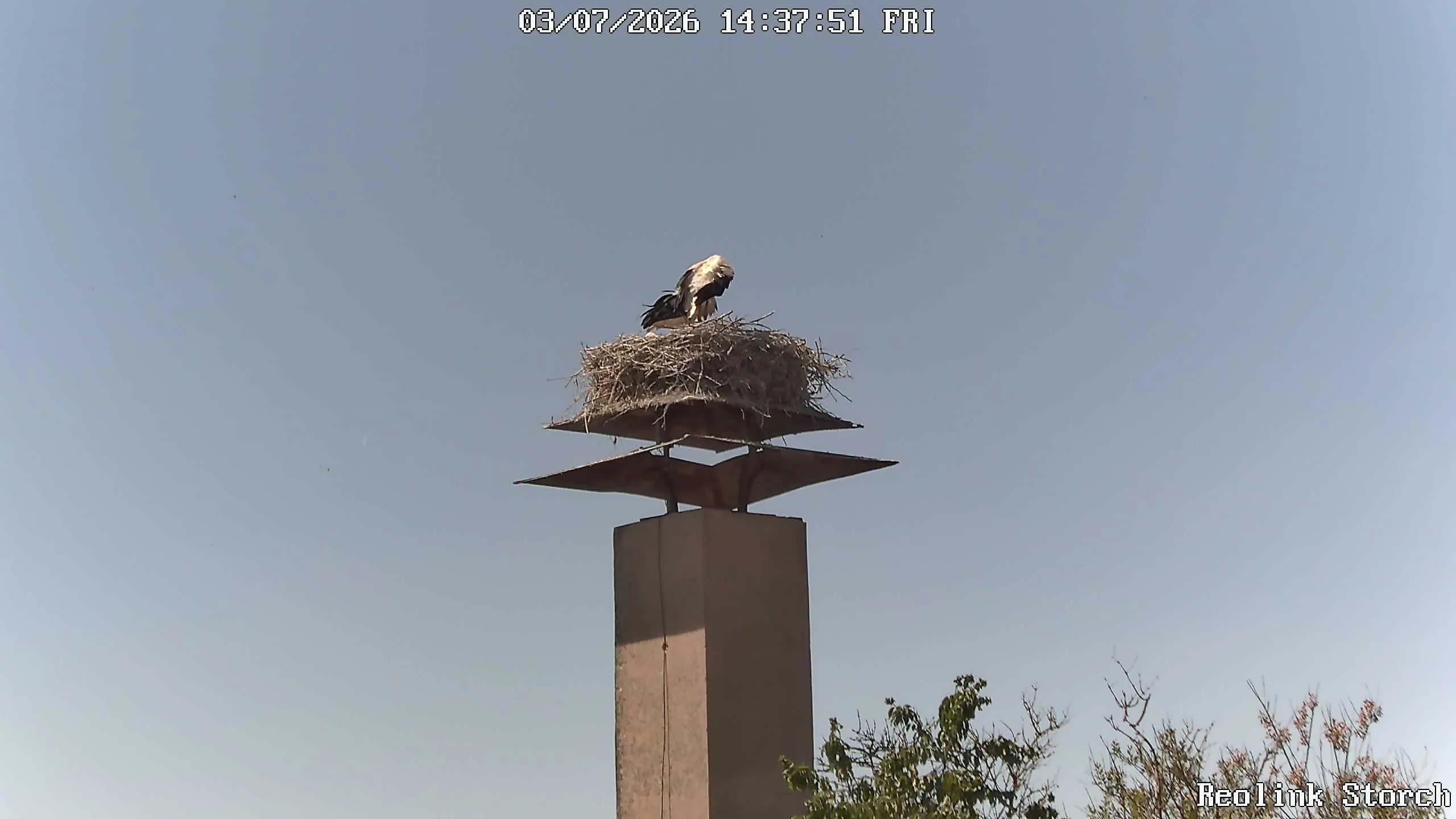 Storchencam Bild