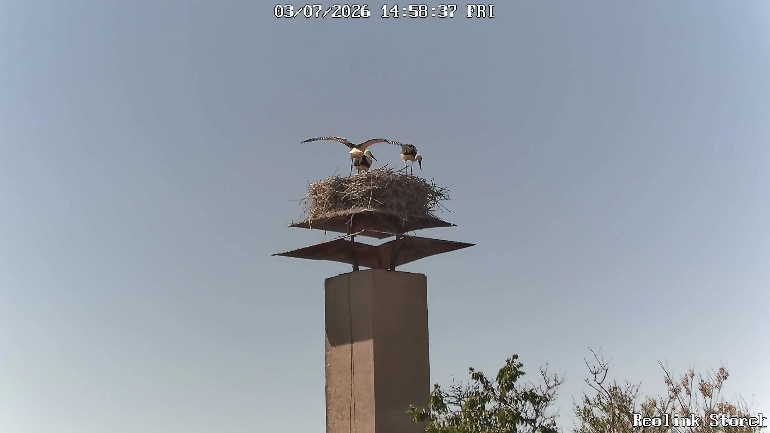 Storchencam Bild