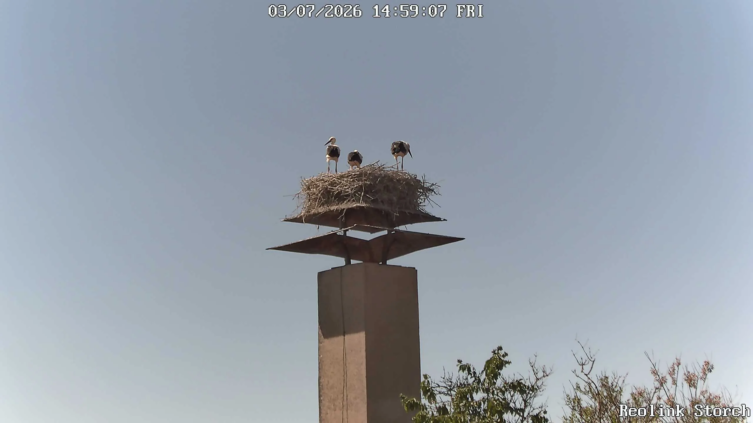 Storchencam Bild