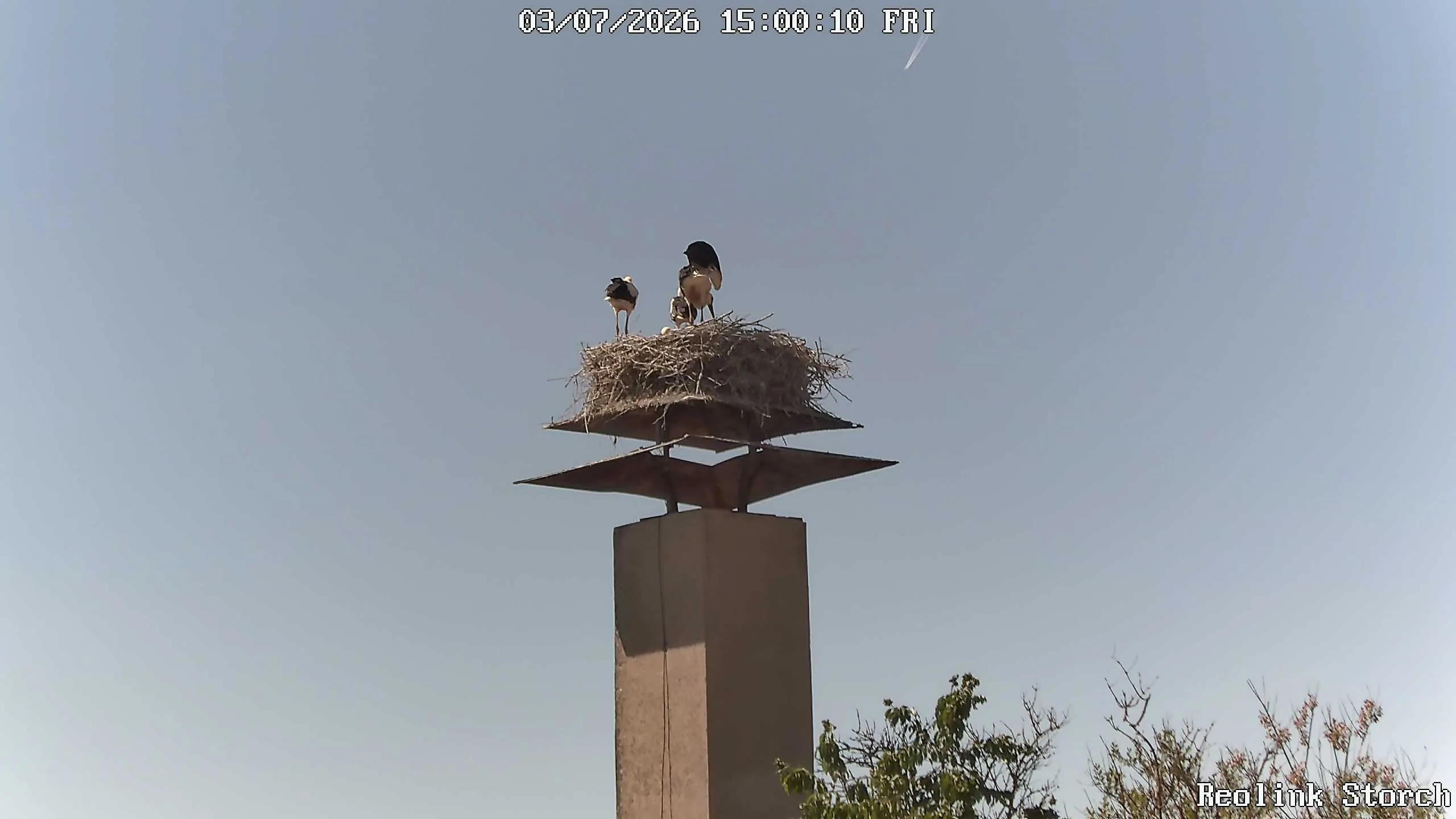Storchencam Bild