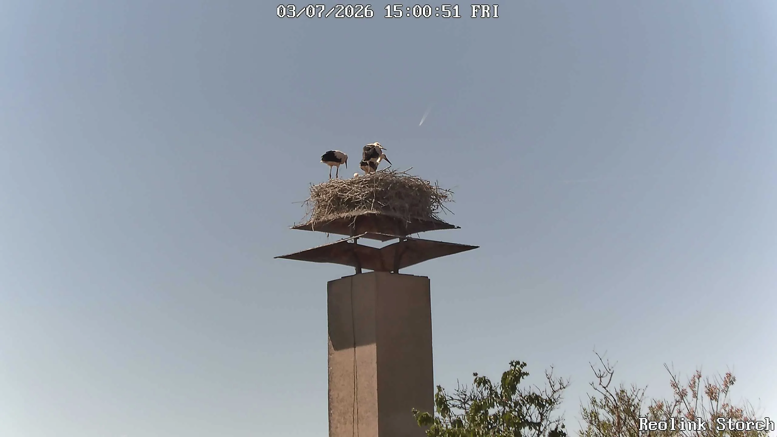 Storchencam Bild