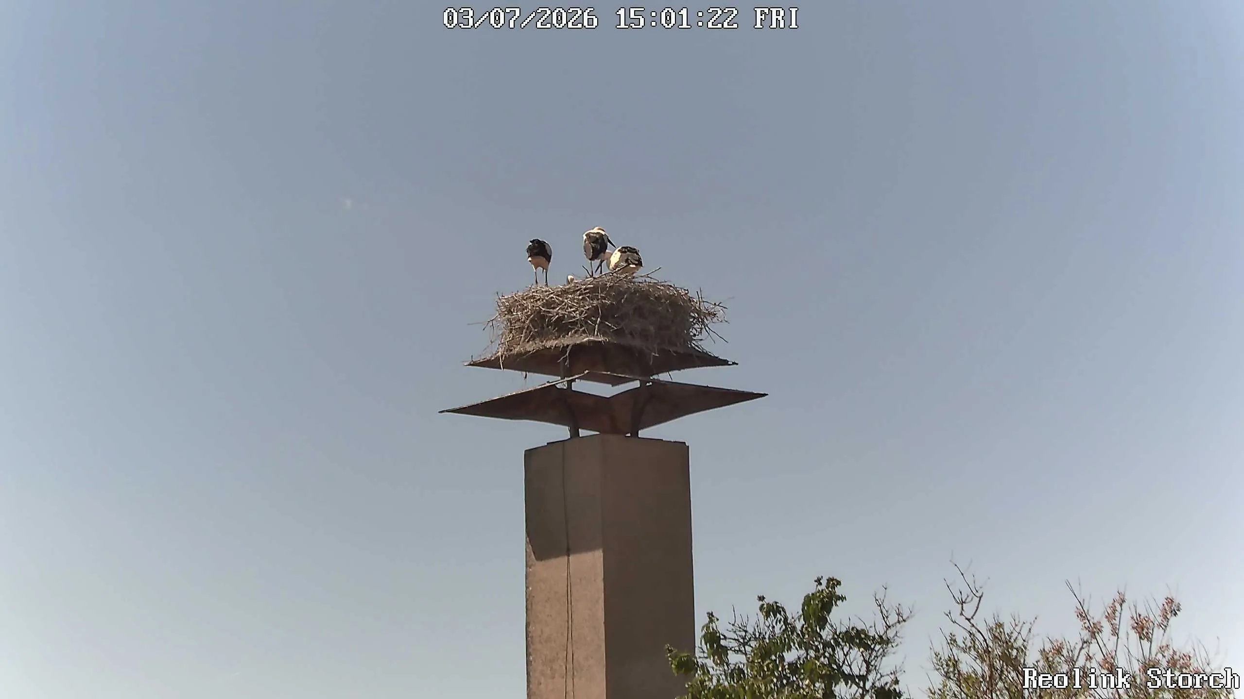 Storchencam Bild