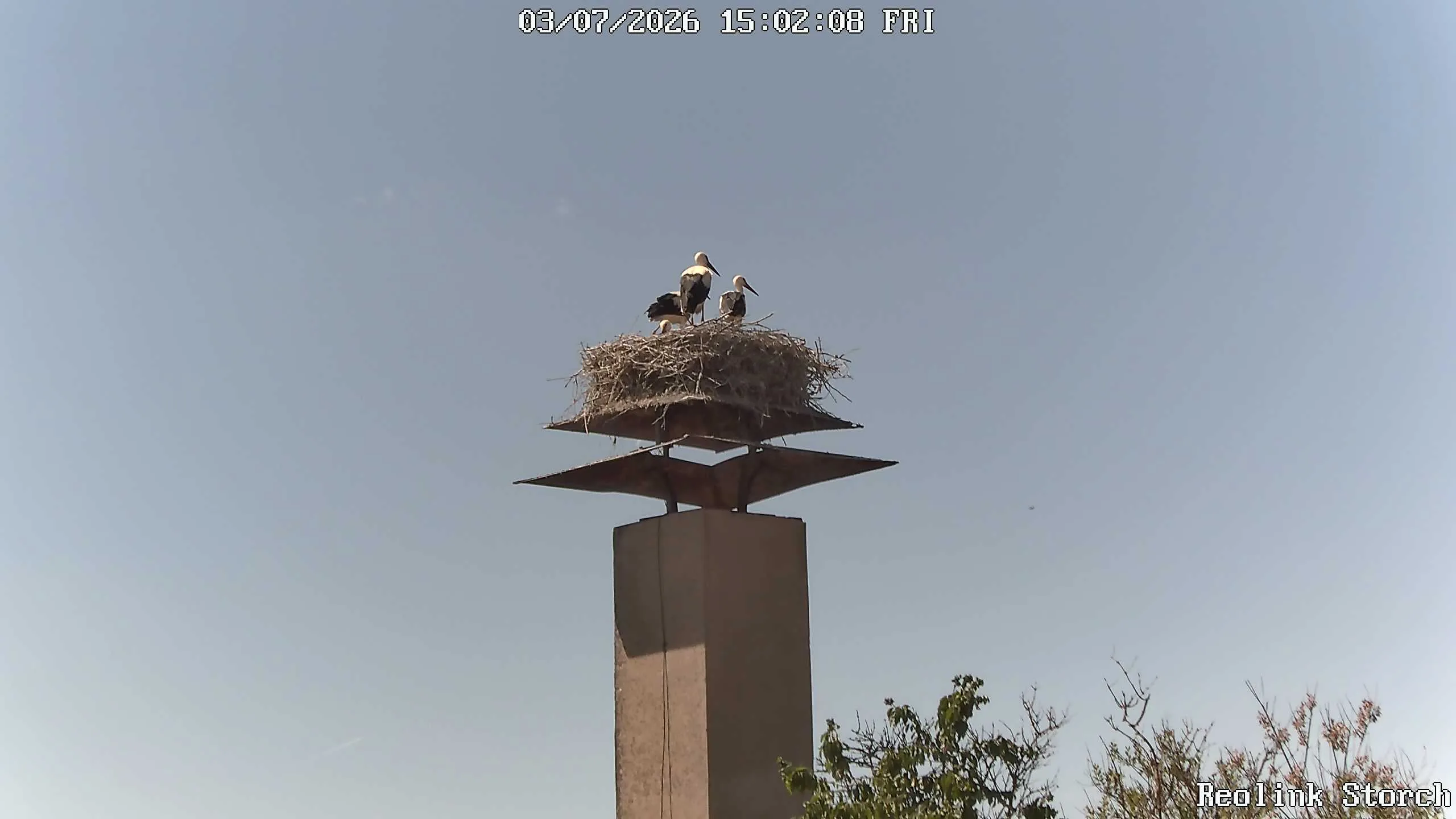 Storchencam Bild