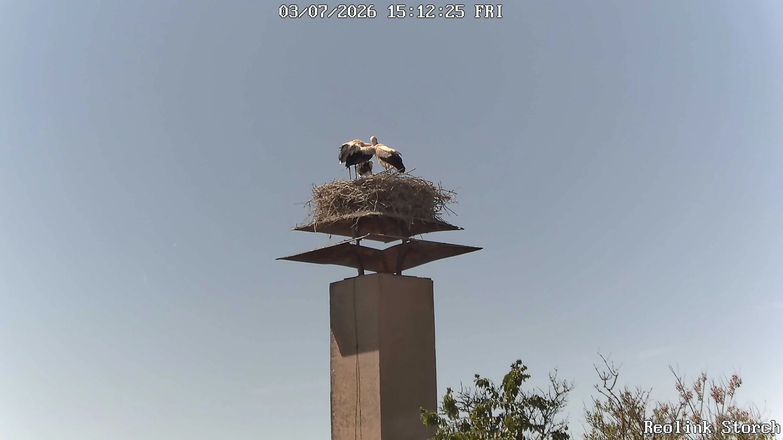 Storchencam Bild