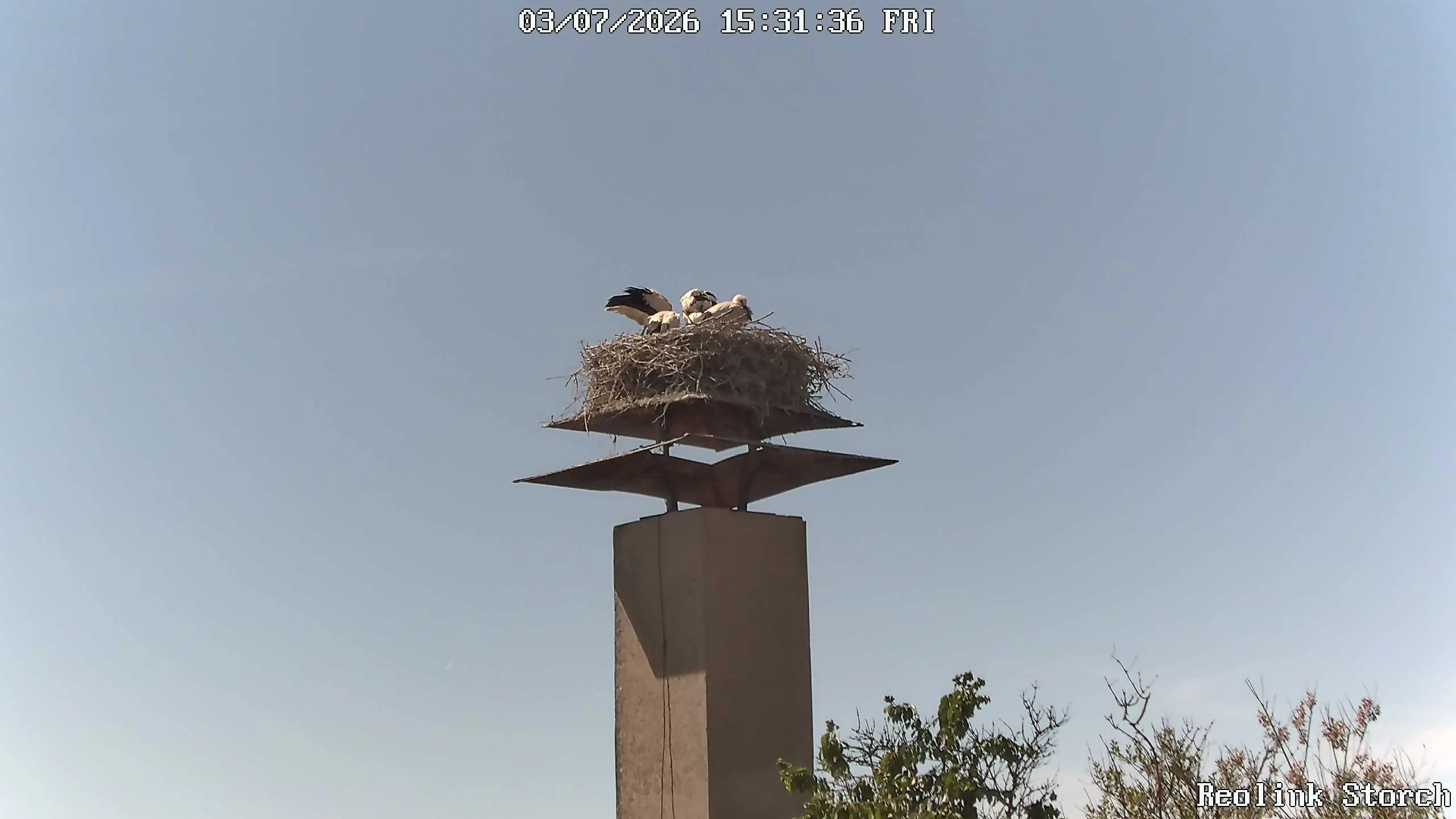 Storchencam Bild