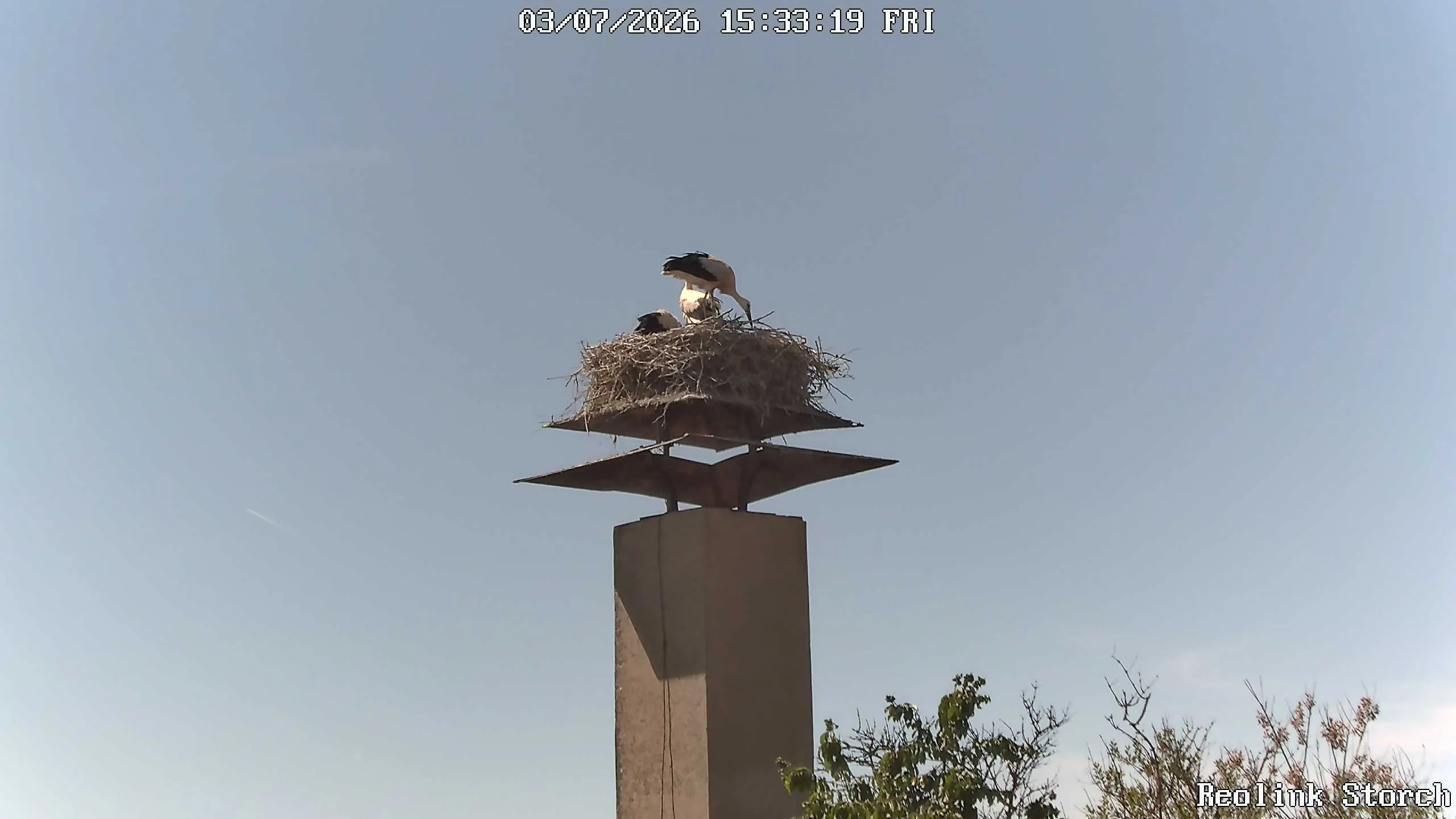 Storchencam Bild