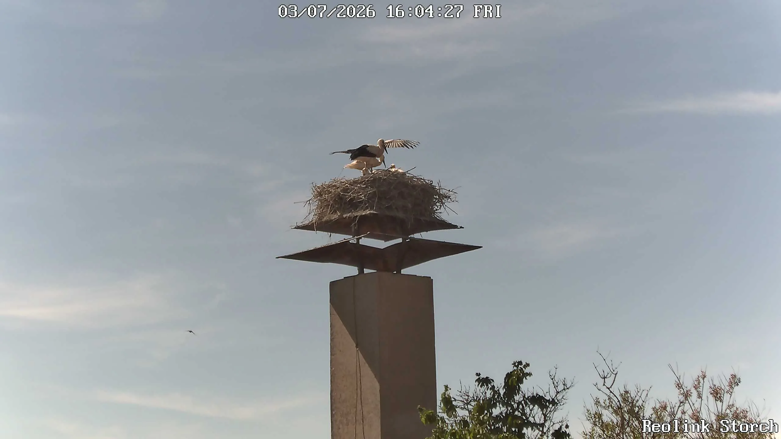 Storchencam Bild