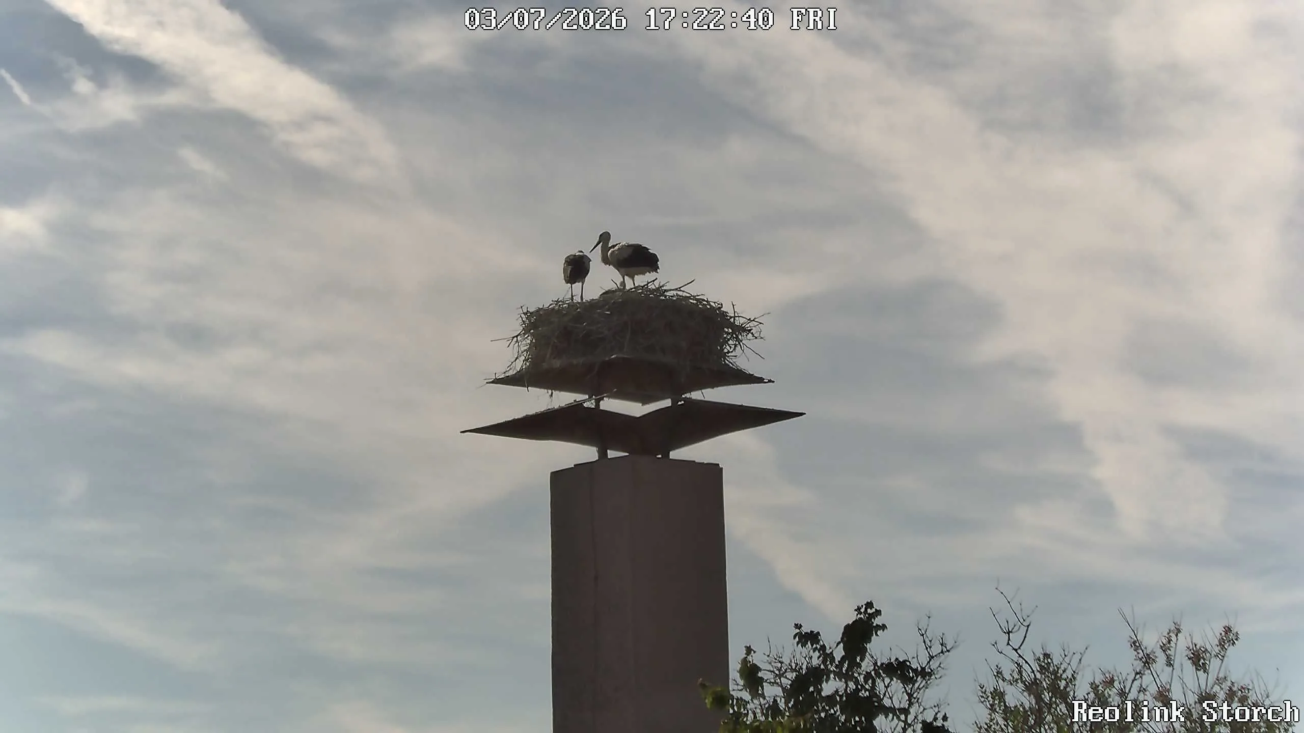 Storchencam Bild