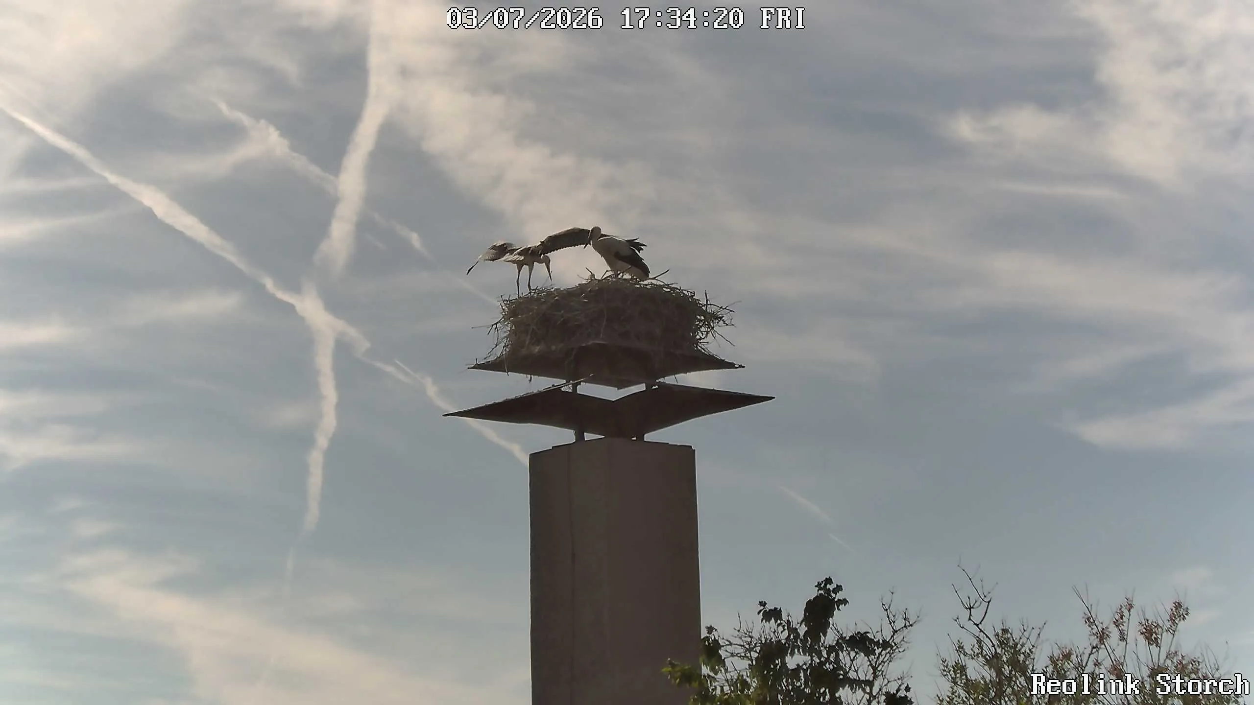 Storchencam Bild